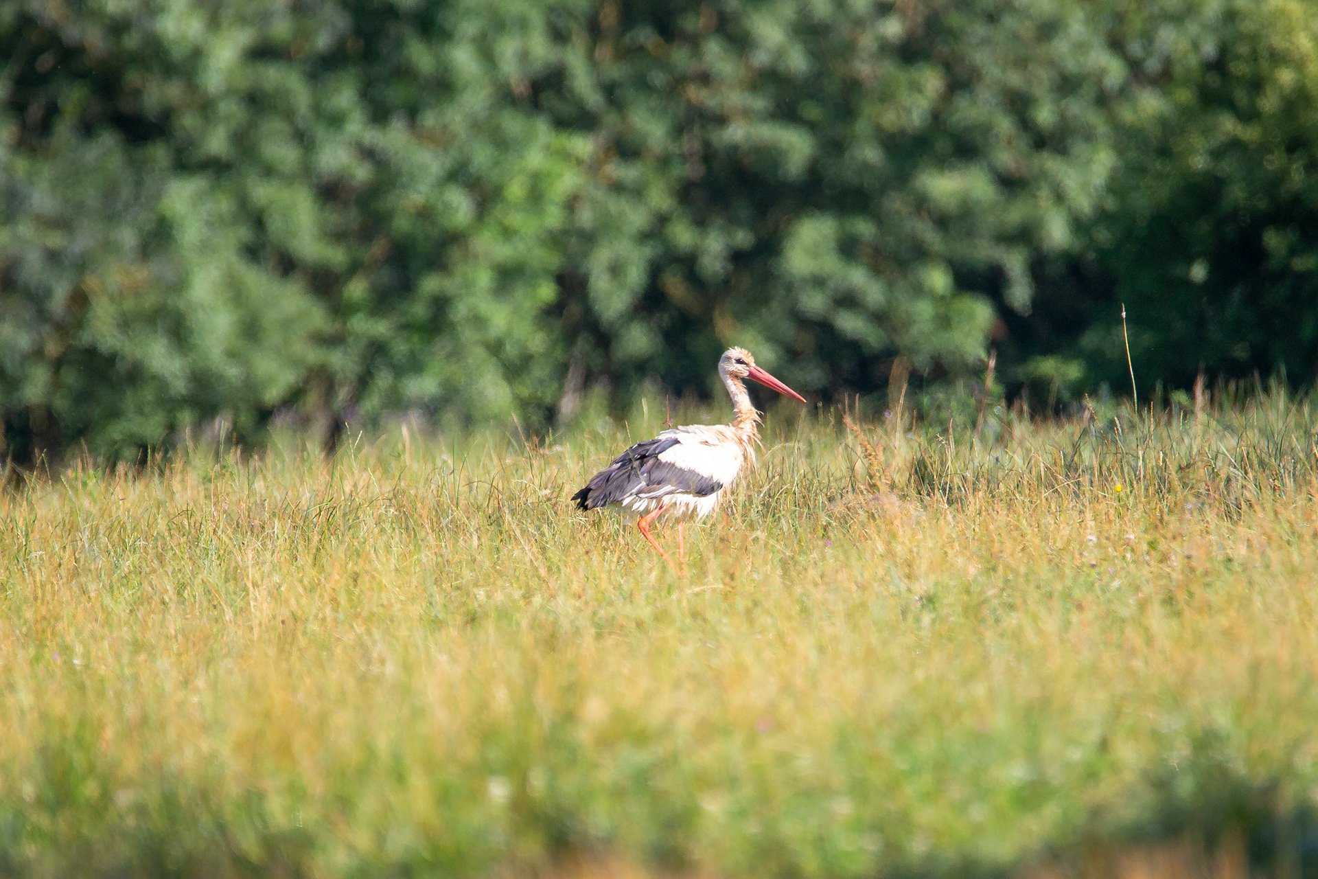 Cigogne blanche