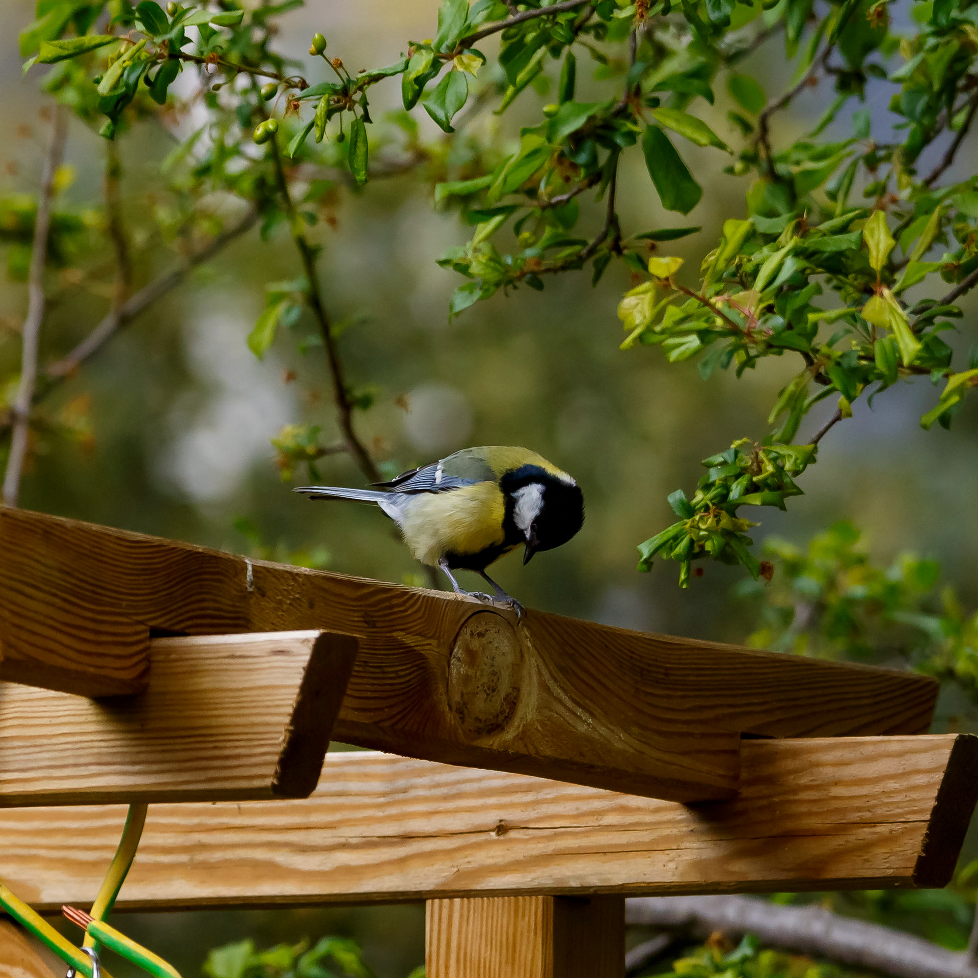 Mésange charbonnière