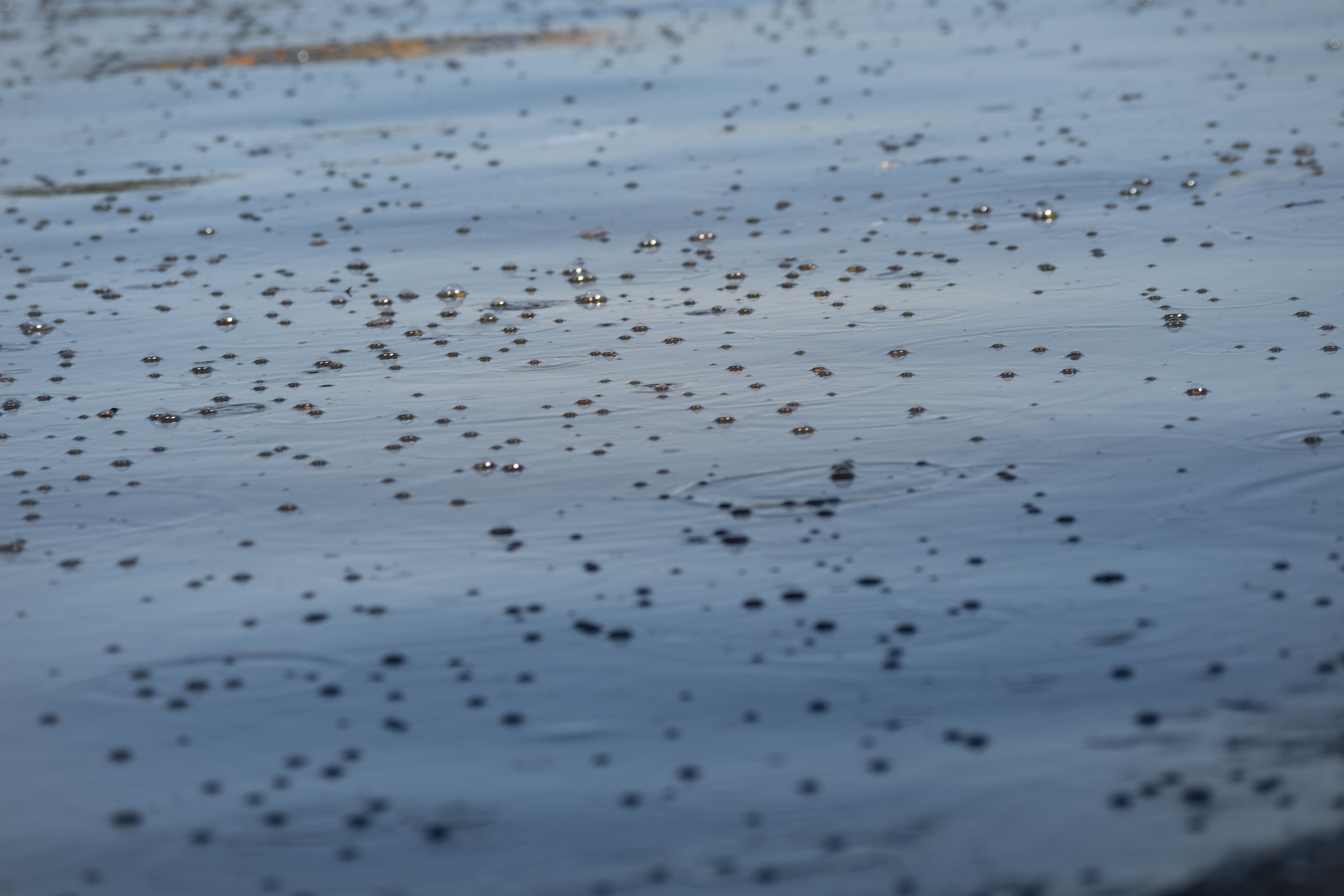 Bubbles form on the surface of the dark river water when the gases produced by the waste rise to the surface. Toxic wastes such as lead, fecal matter, sewerage, are found at the bottom of the river.