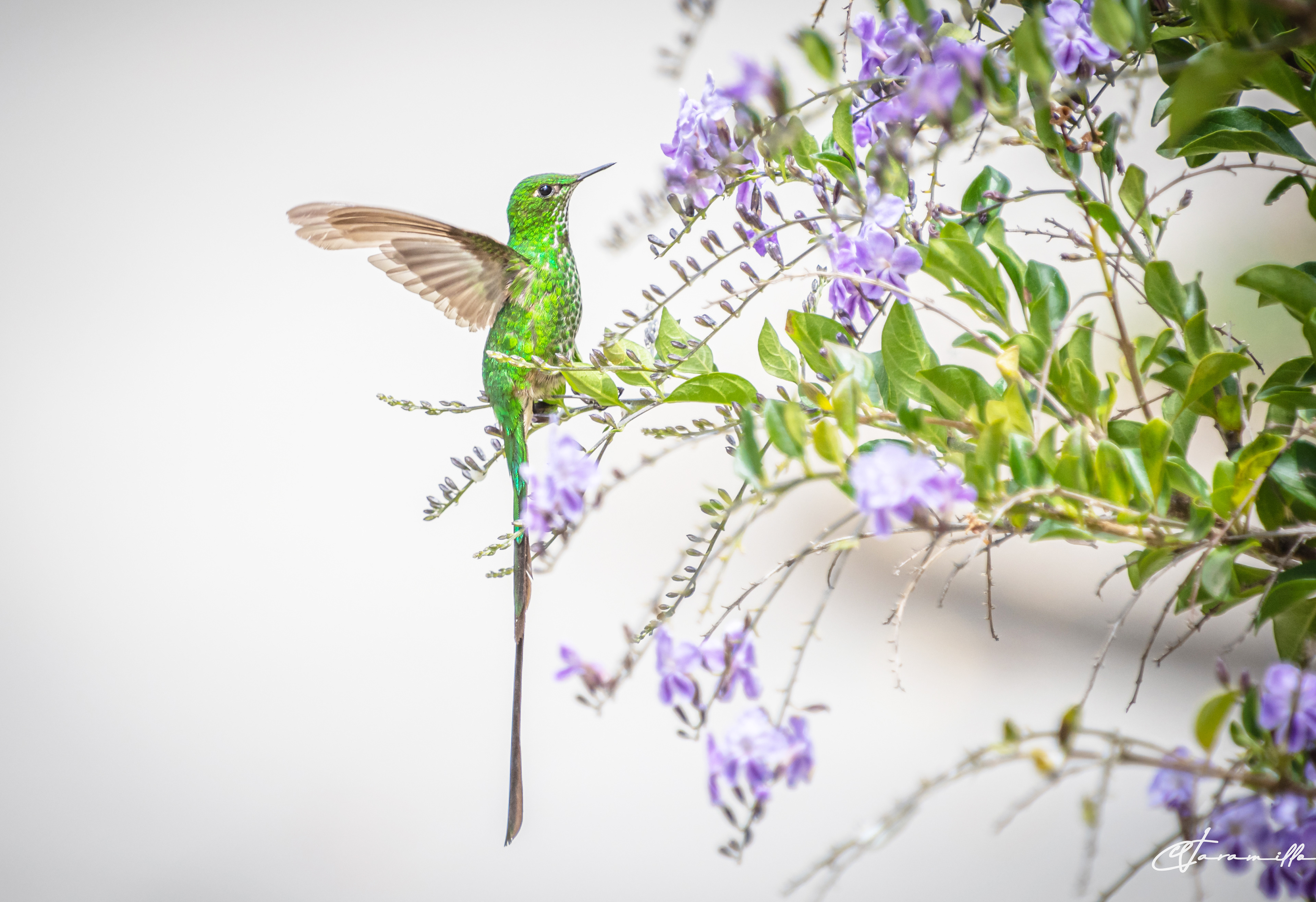 Lesbia Nuna, probablemente el colibrí menos asustadizo que he fotografiado. Me ha permitido estar a unos 2 metros de él por un largo tiempo