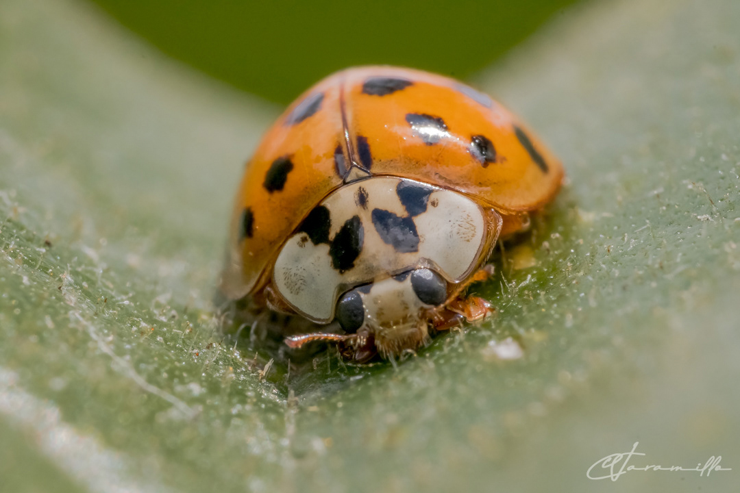 Empezando a mirar con detalle