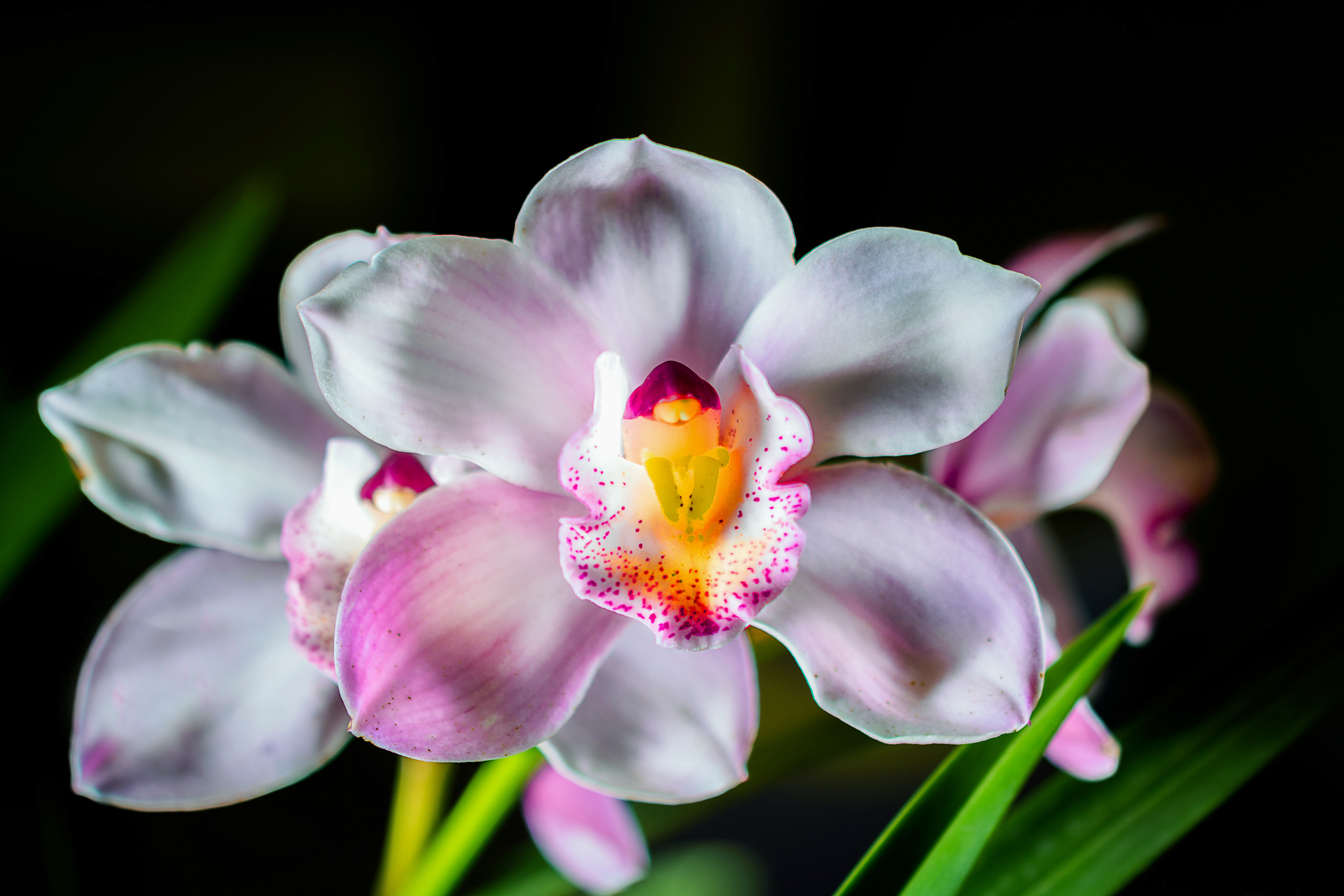 Foto para mi abuelo. De él aprendí a maravillarme con las orquídeas y la naturaleza.