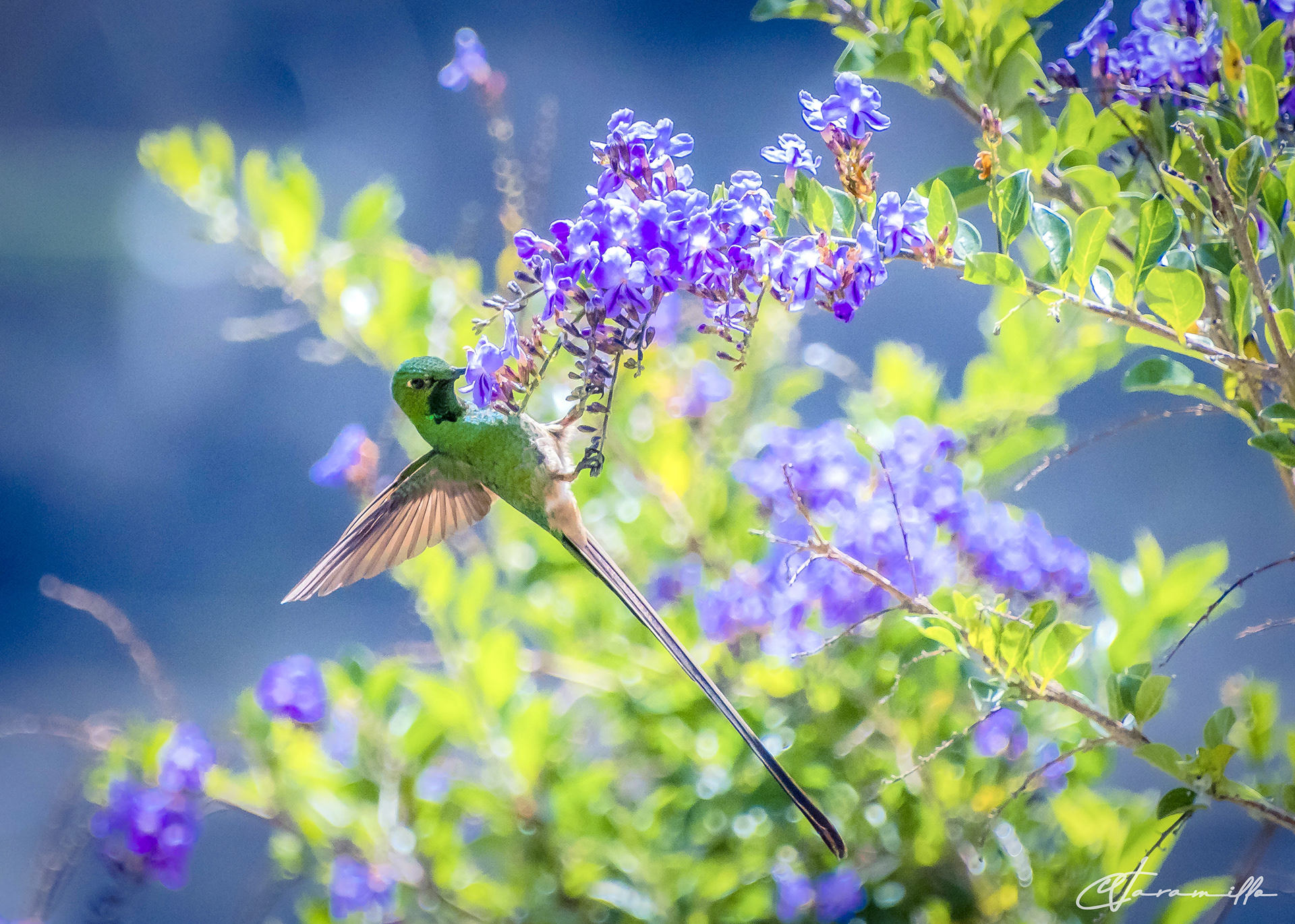 Colibrí en flor
