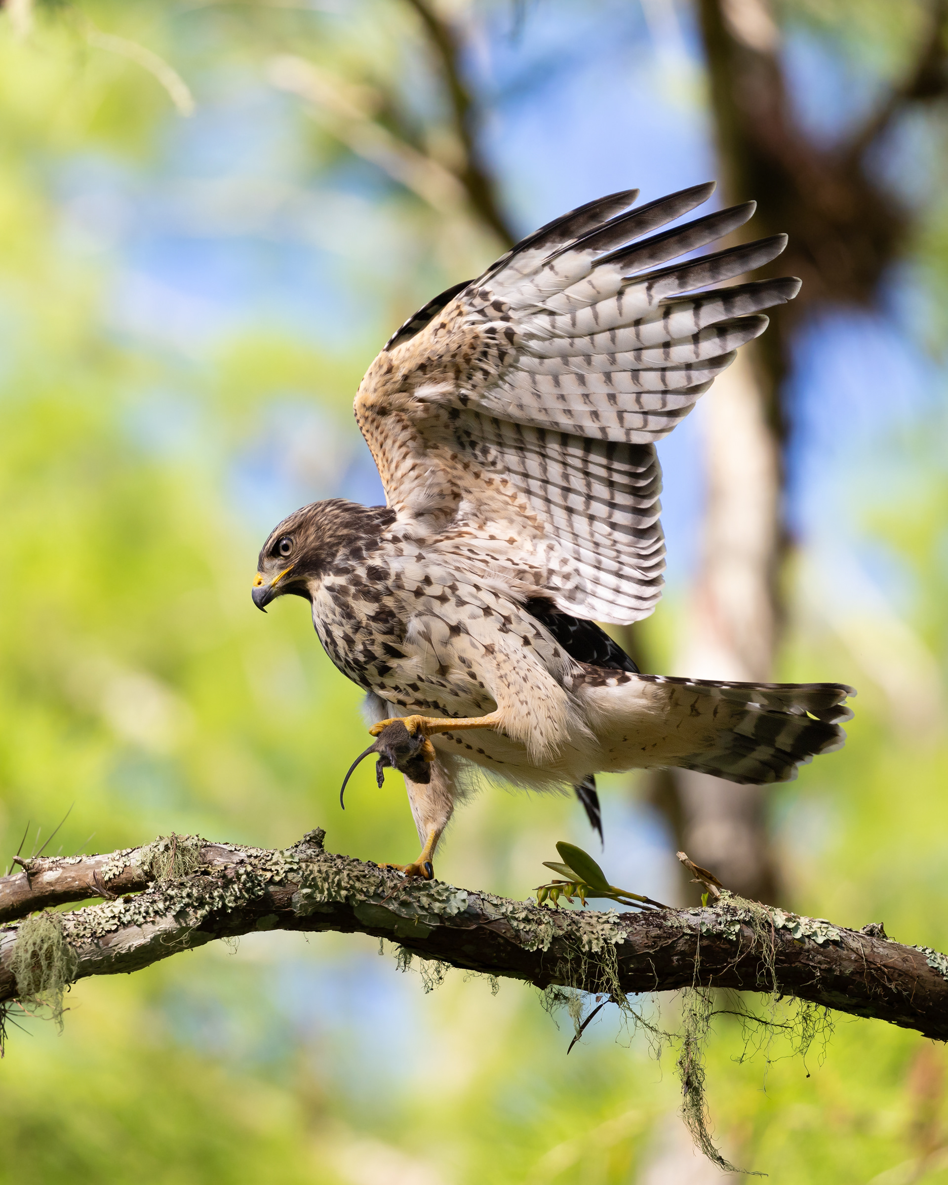 Red-shouldered Hawk, Audubon's Corkscrew Swamp Sanctuary