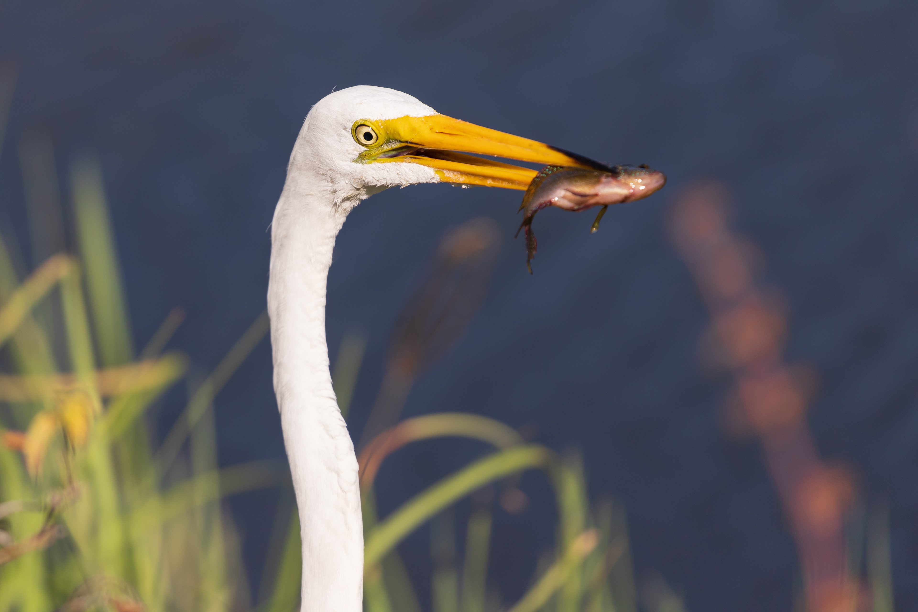 Great Egret, Venice Florida