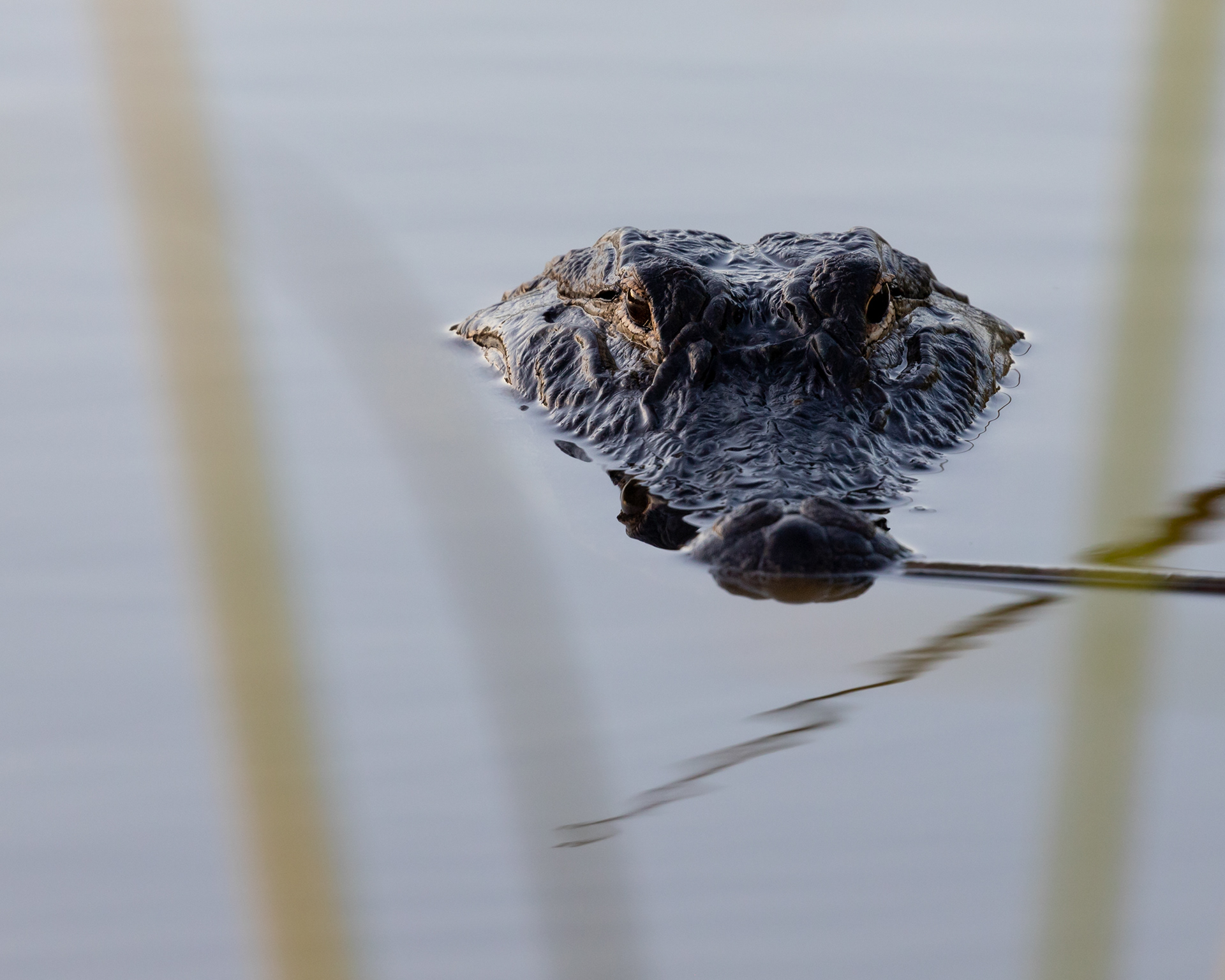 American Alligator, Venice Florida