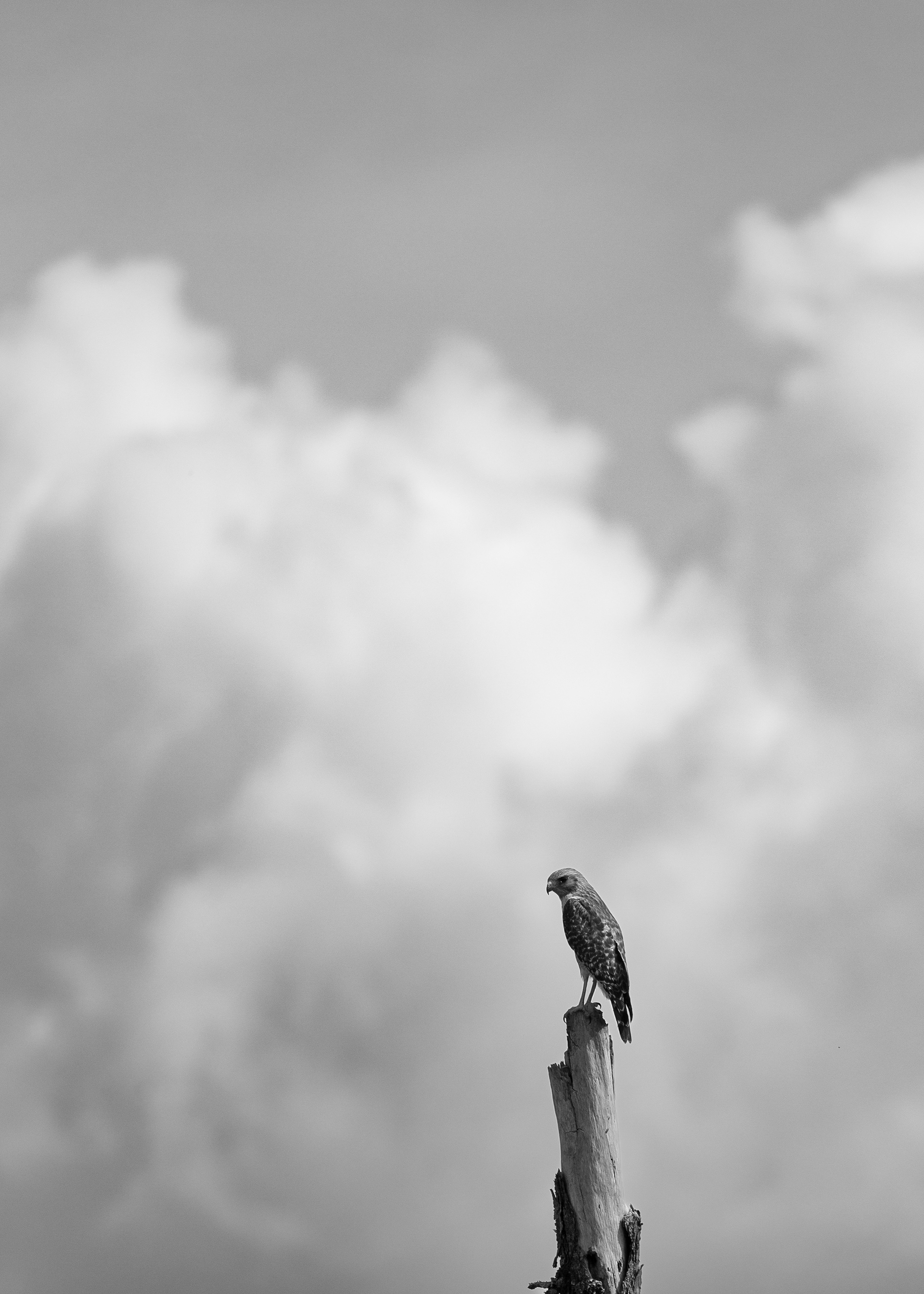 Red Shouldered Hawk, Audubon's Corkscrew Swamp Sanctuary