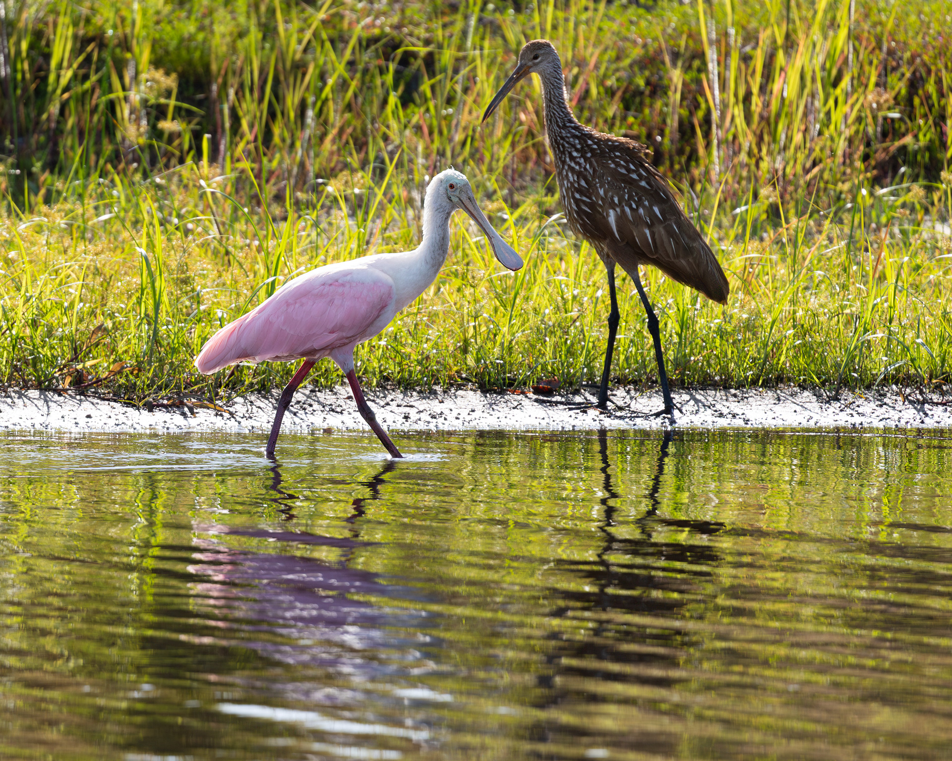 Roseate Spoonbill, Myakka River State Park