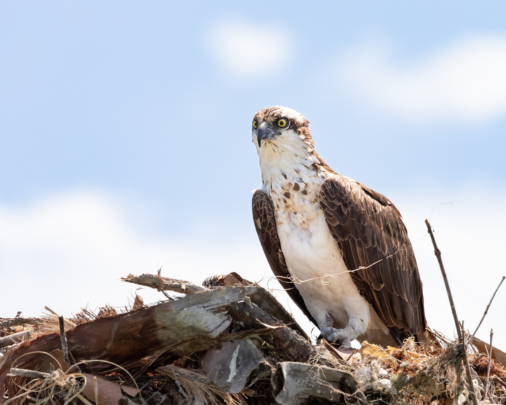Osprey