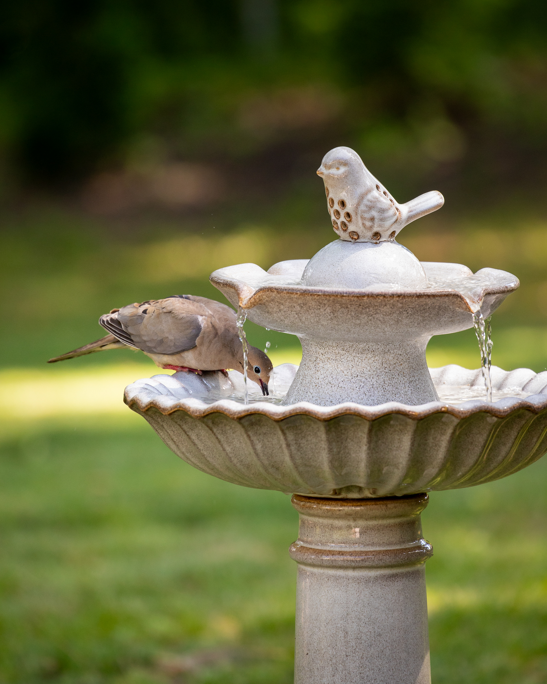 Mourning Dove