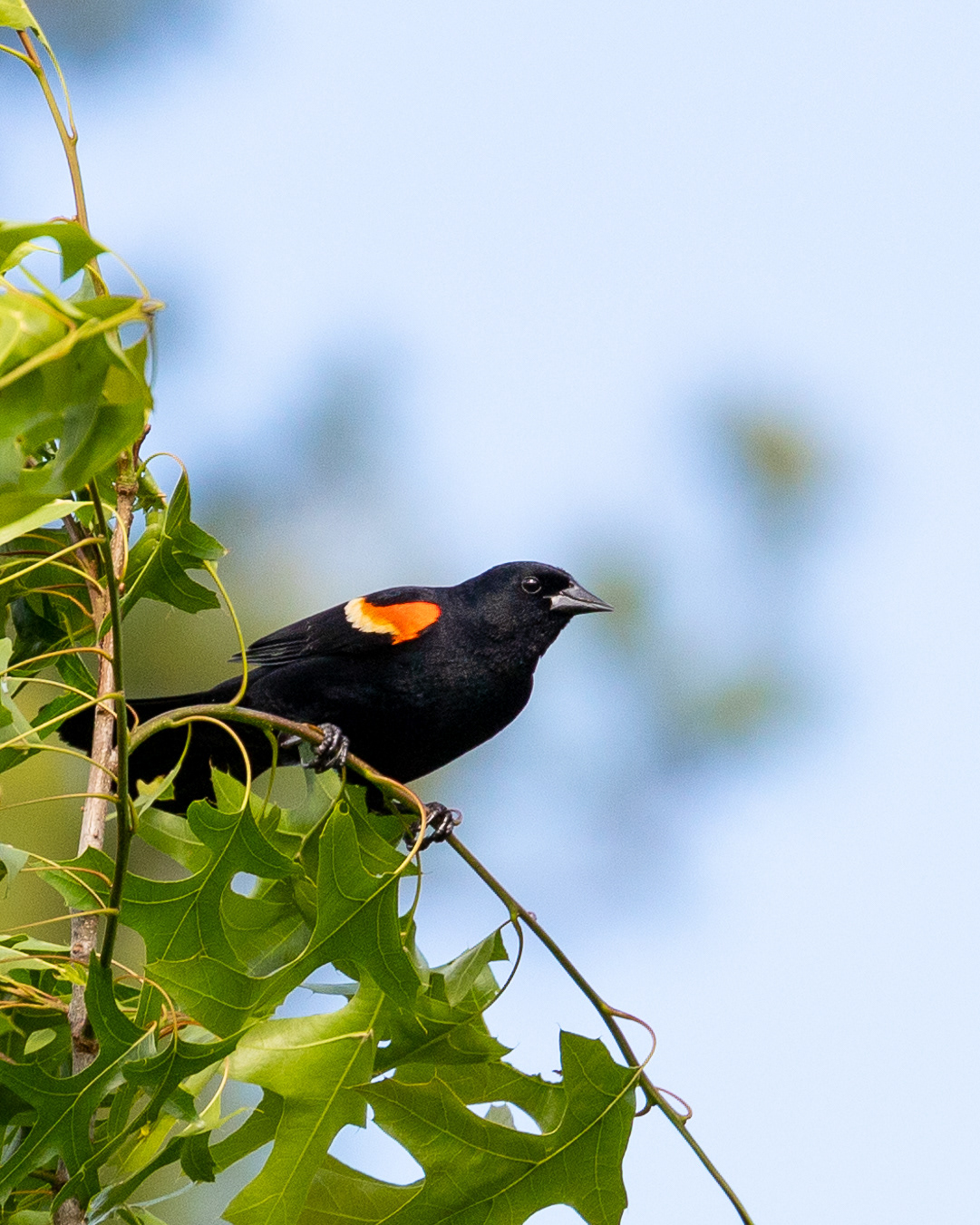 Red Winged Blackbird (Male, Hamden CT)