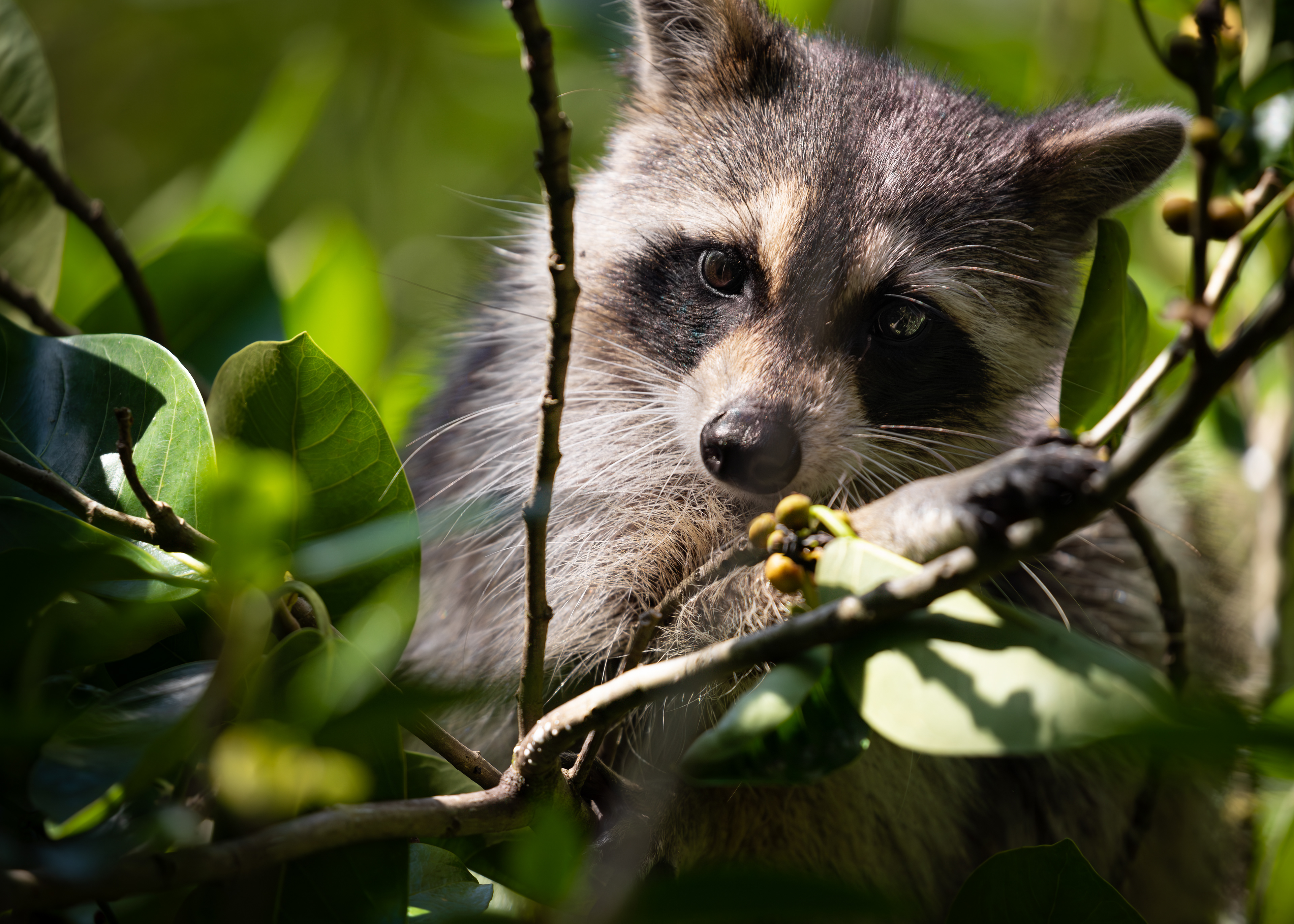 Raccoon, Audubon's Corkscrew Swamp Sanctuary