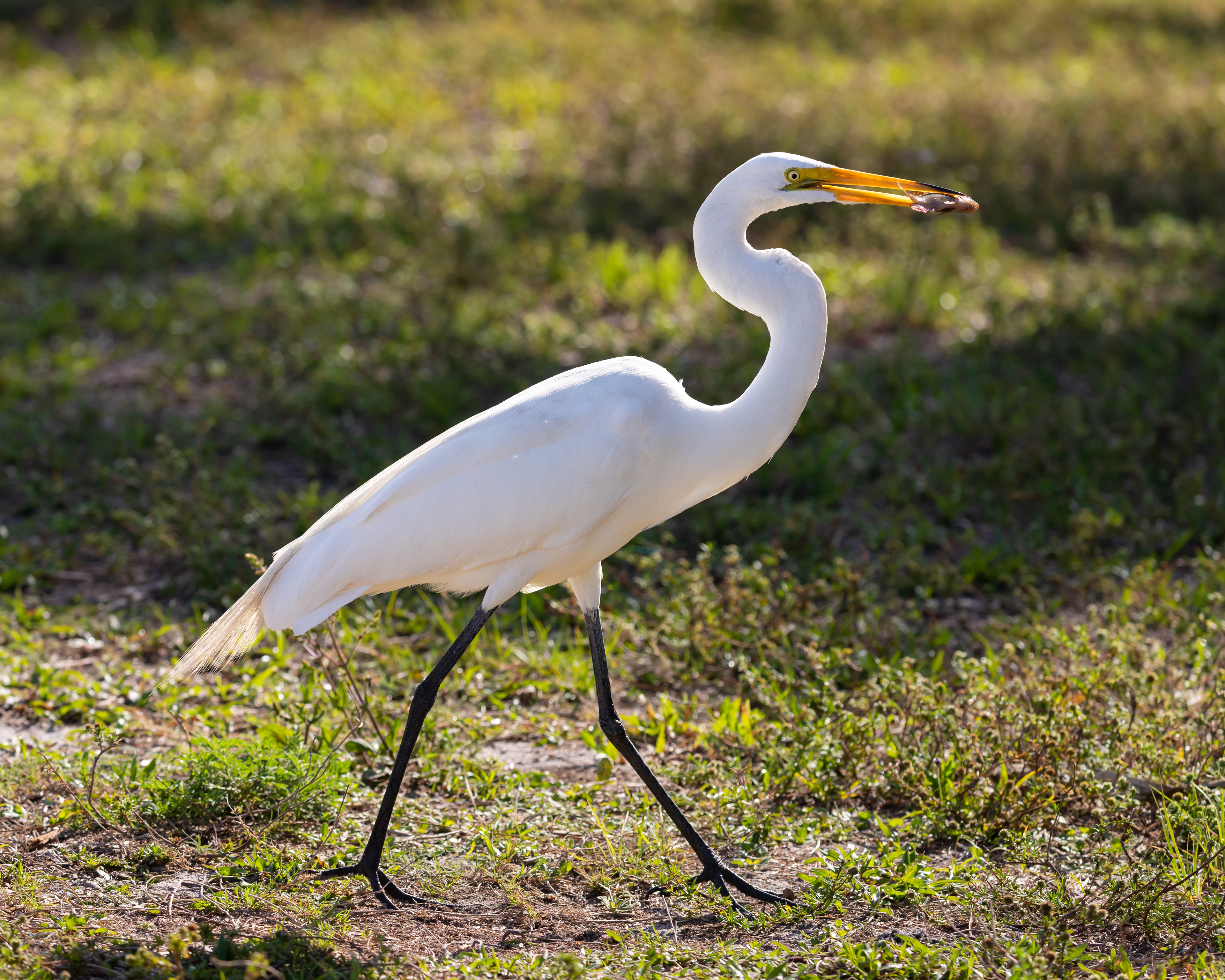 Great Egret, Venice Florida