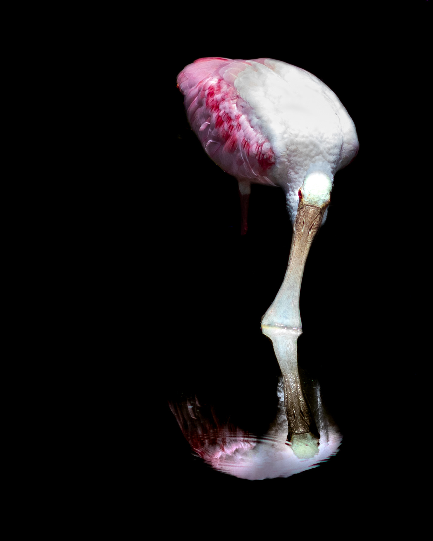 Roseate Spoonbill (Audubon's Corkscrew Swamp Sanctuary, Naples, FL)