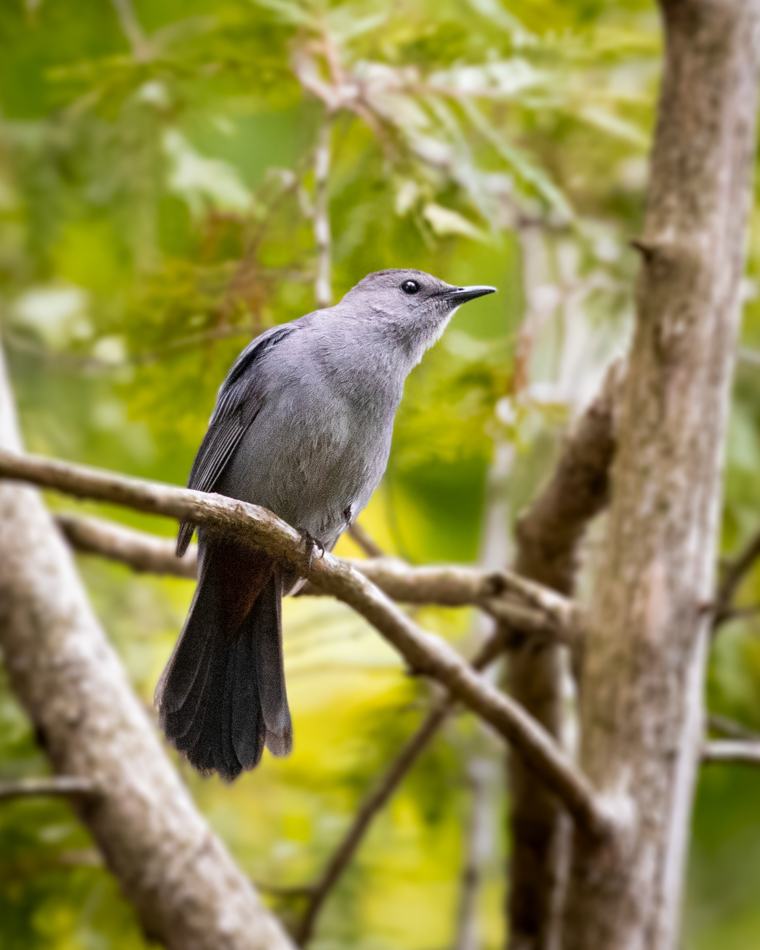 Gray Catbird