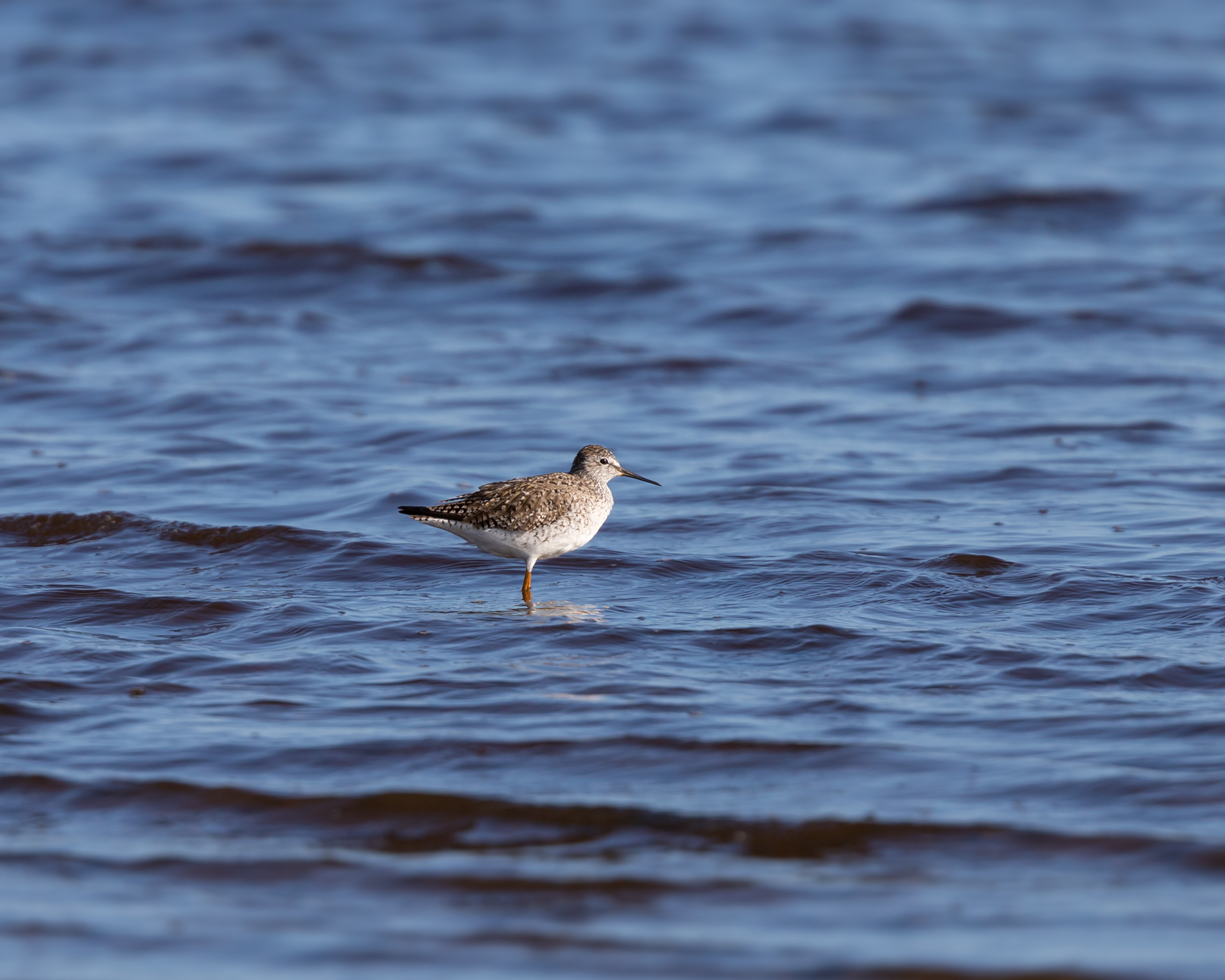 Lesser Yellowlegs, Myakka River State Park
