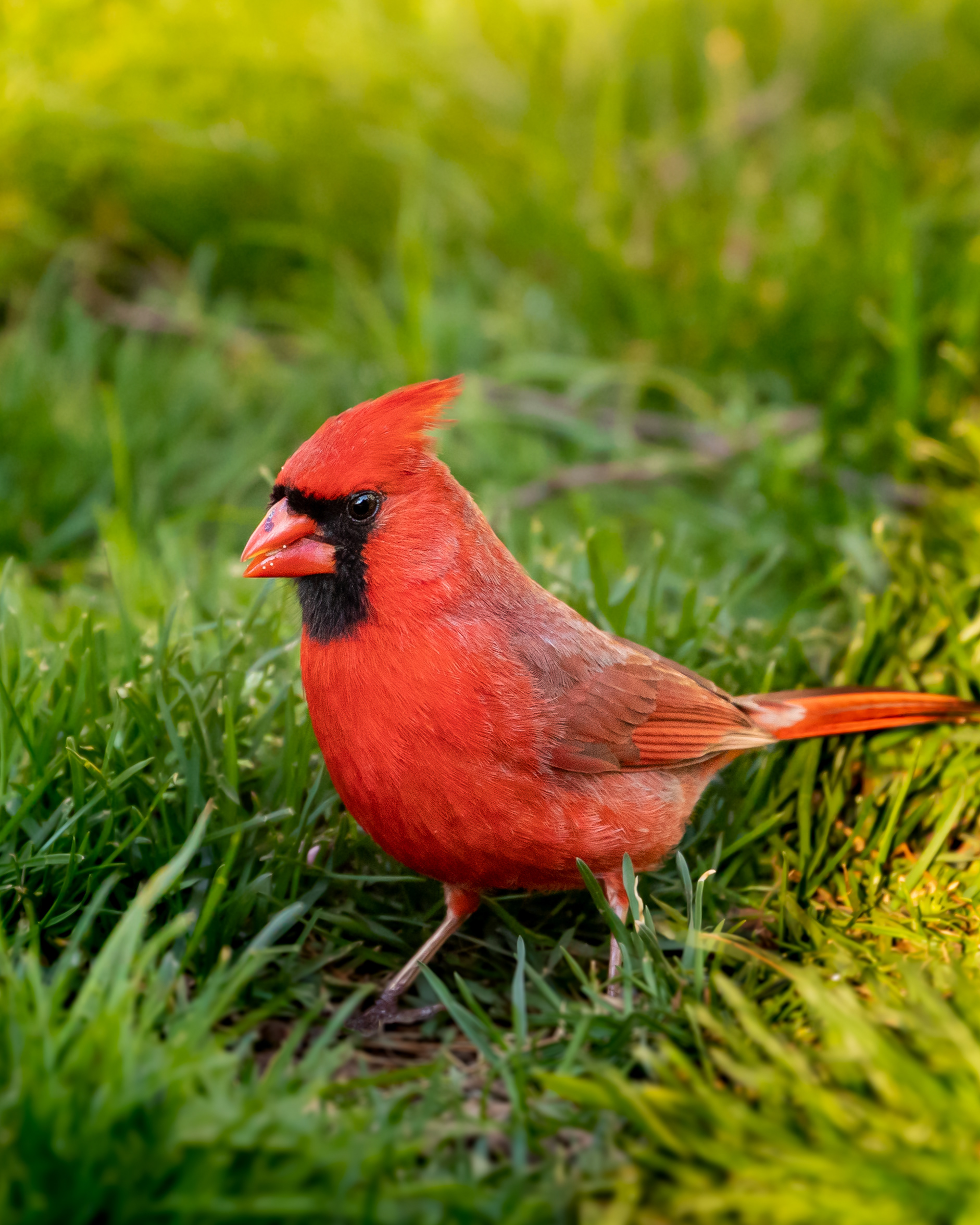 Northern Cardinal