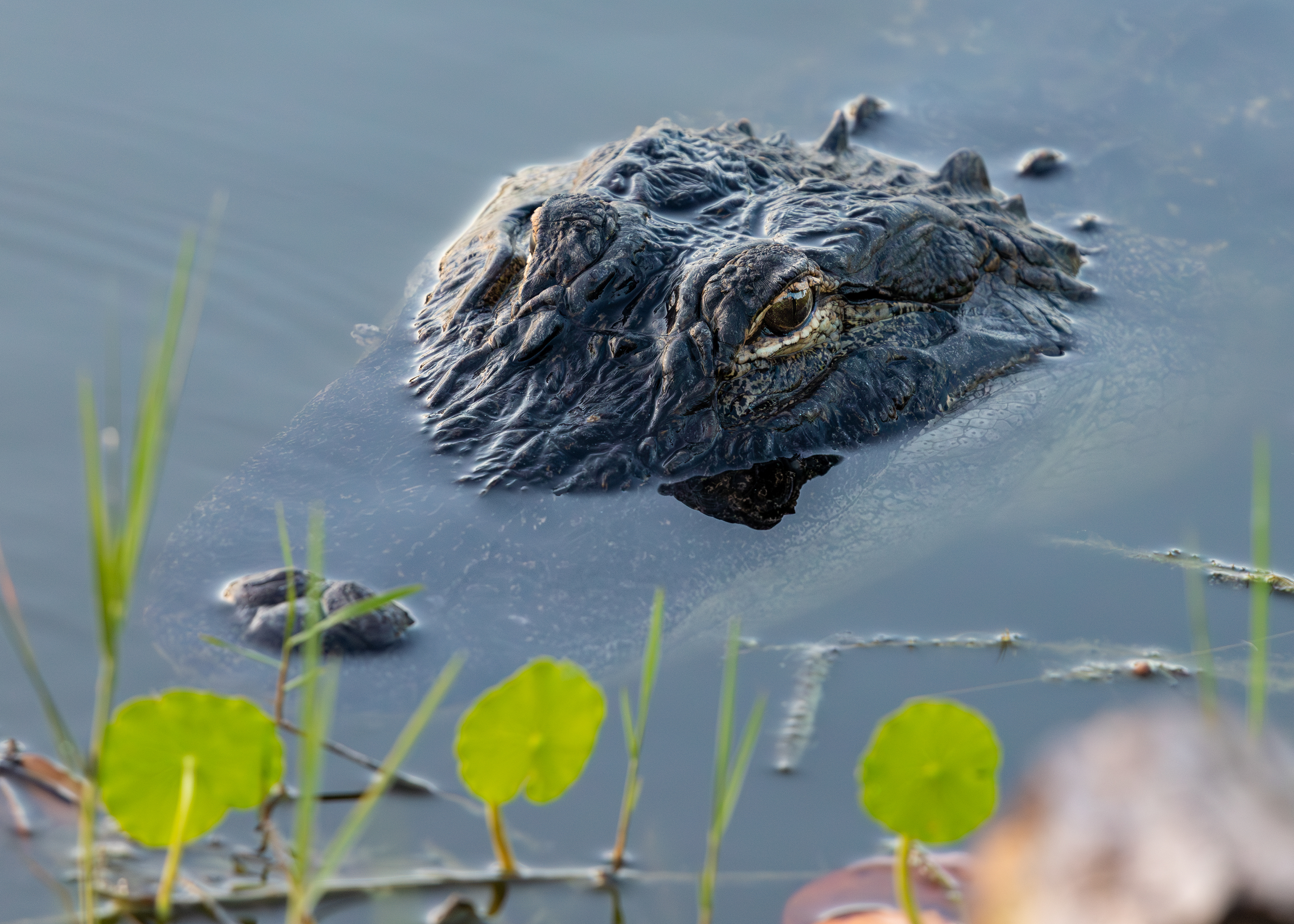 American Alligator, Venice Florida