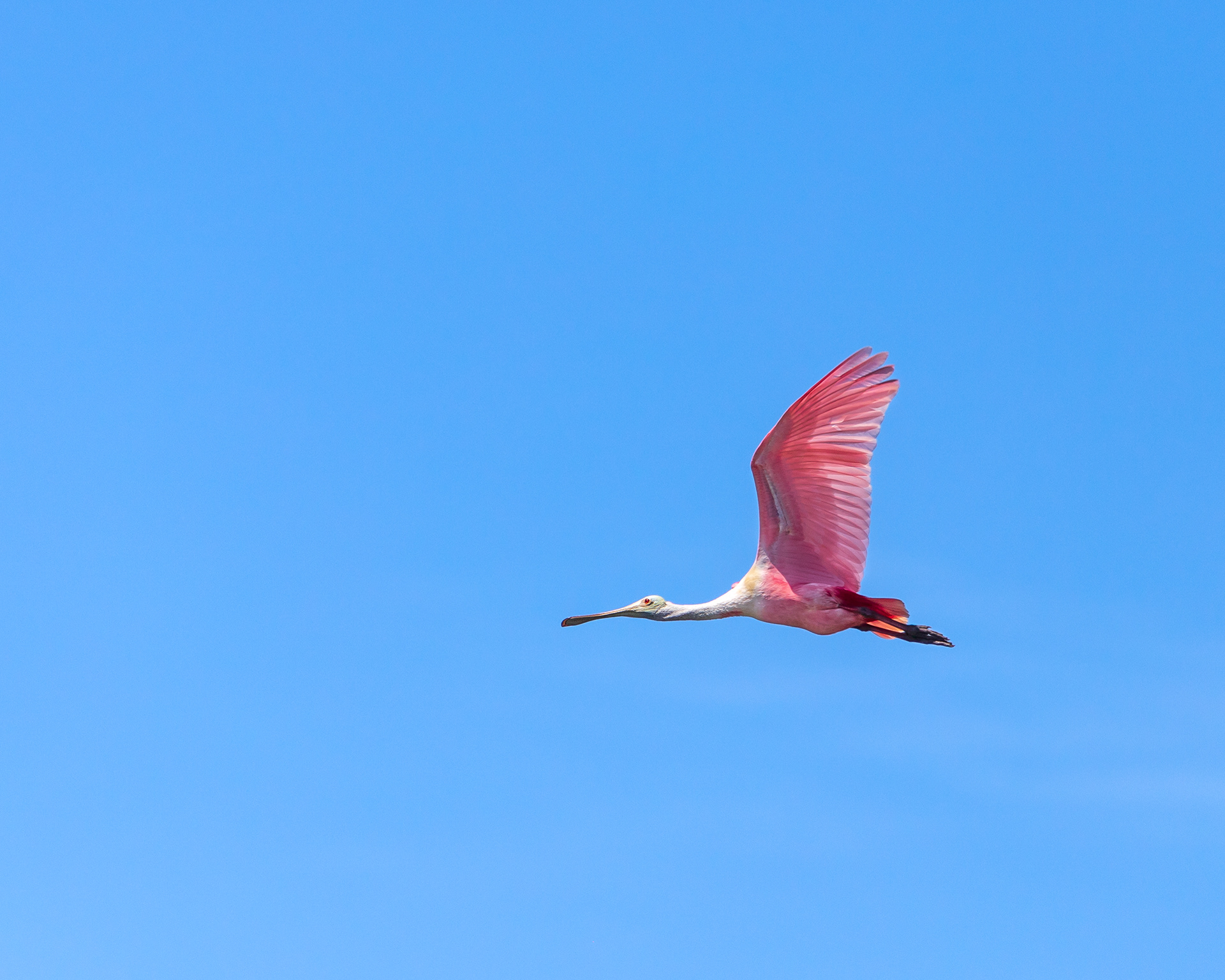 Roseate Spoonbill