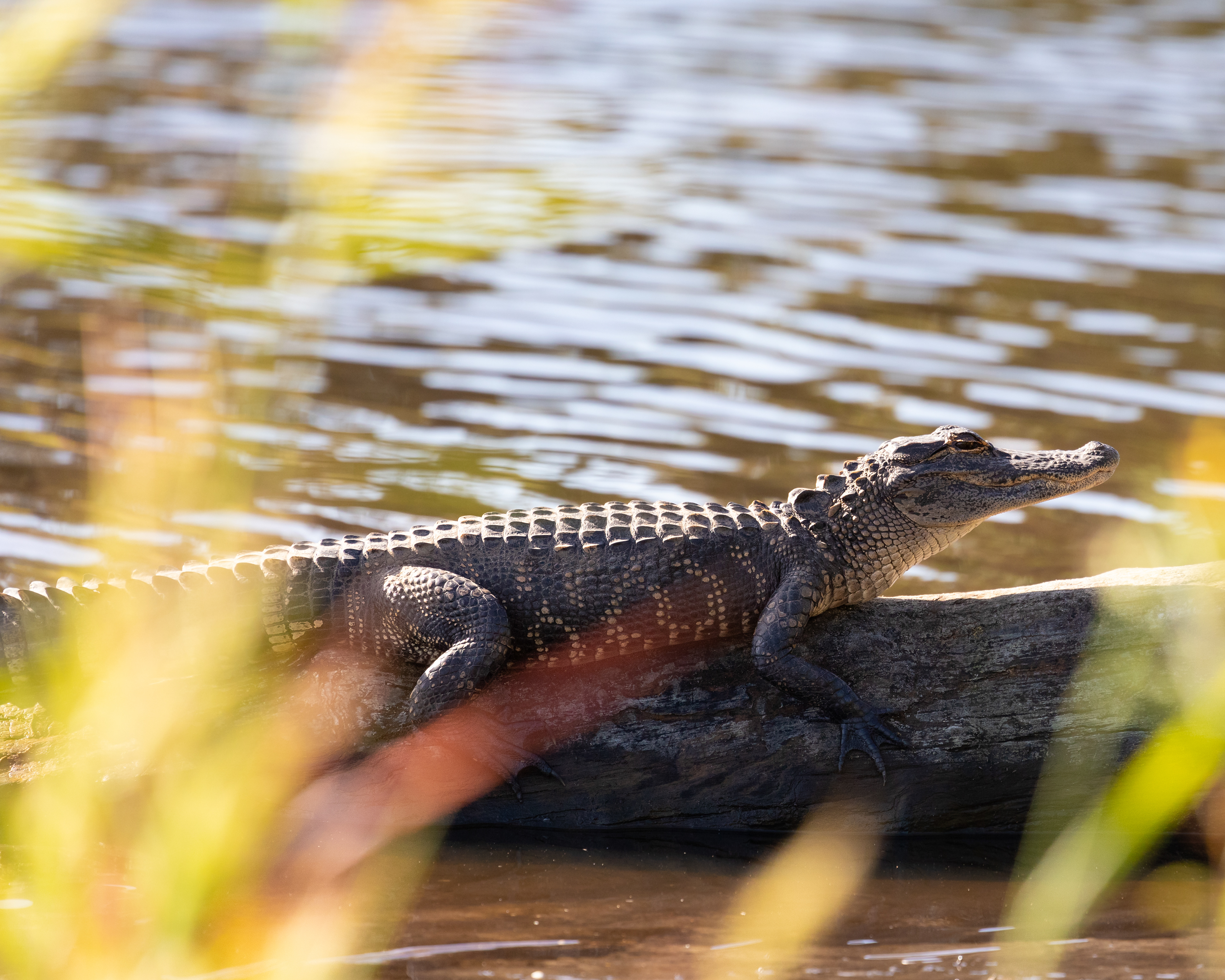 Juvenile American Alligator, Myakka River State Park