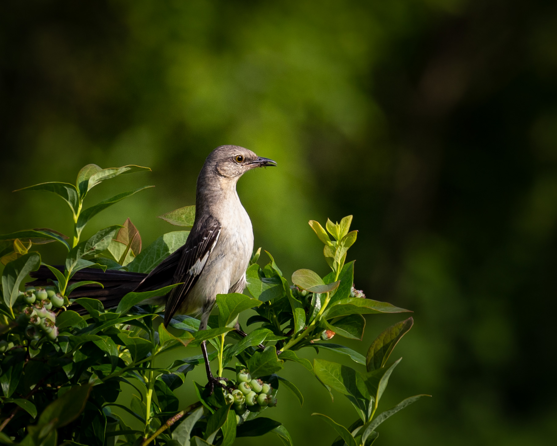 Northern Mockingbird (Hamden, CT)