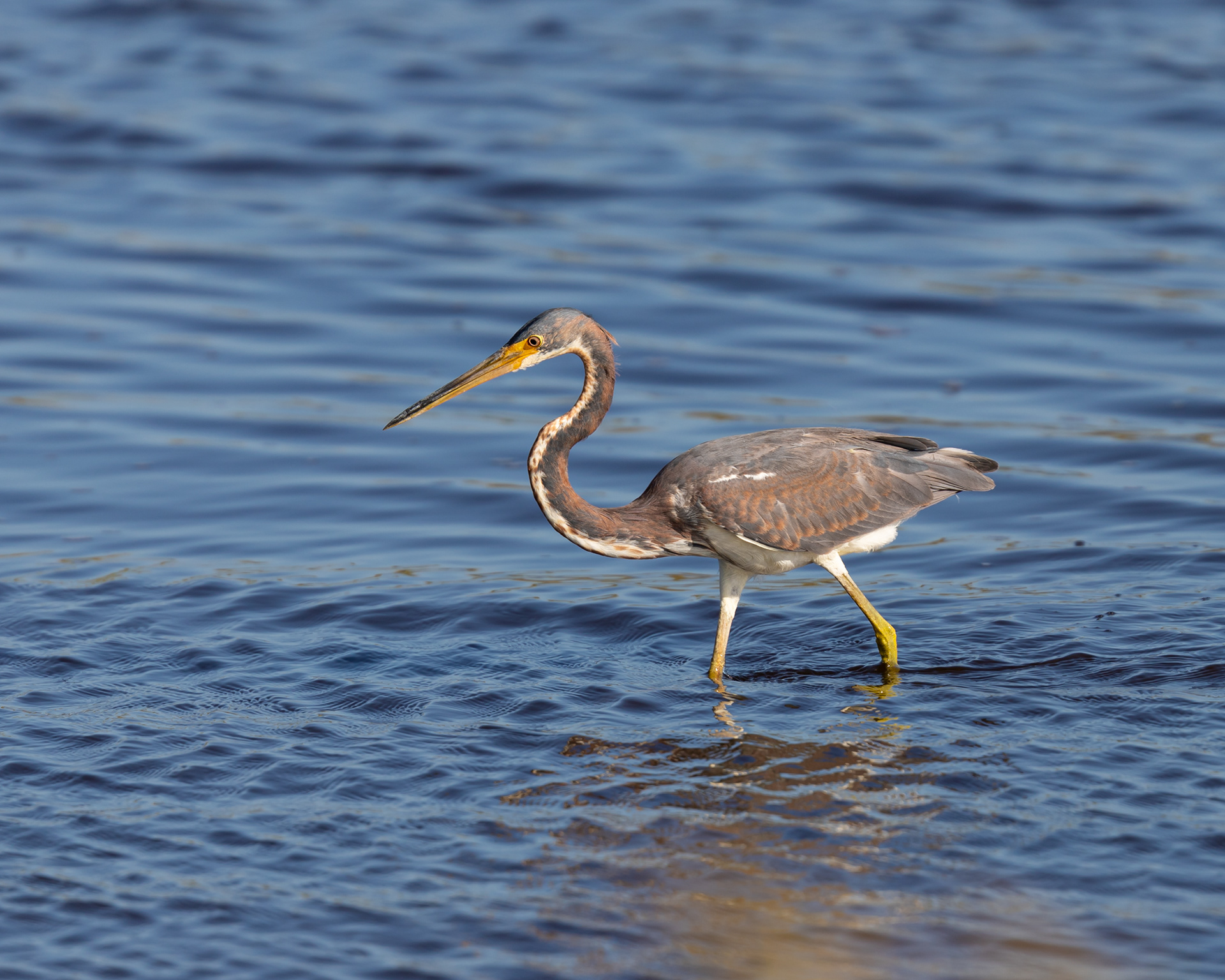Juvenile Tricolored Heron, Myakka River State Park