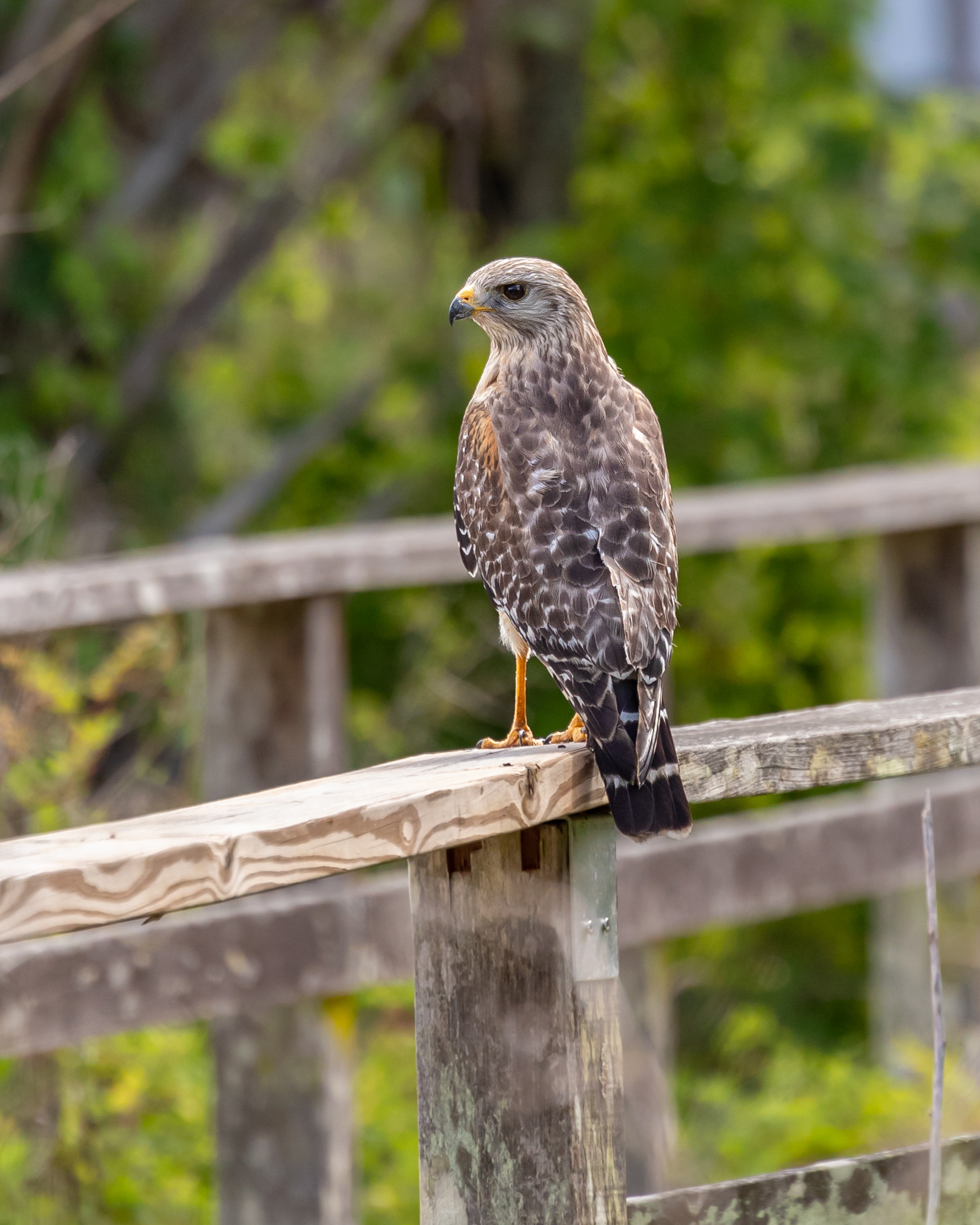 Red Shouldered Hawk, Audubon's Corkscrew Swamp Sanctuary