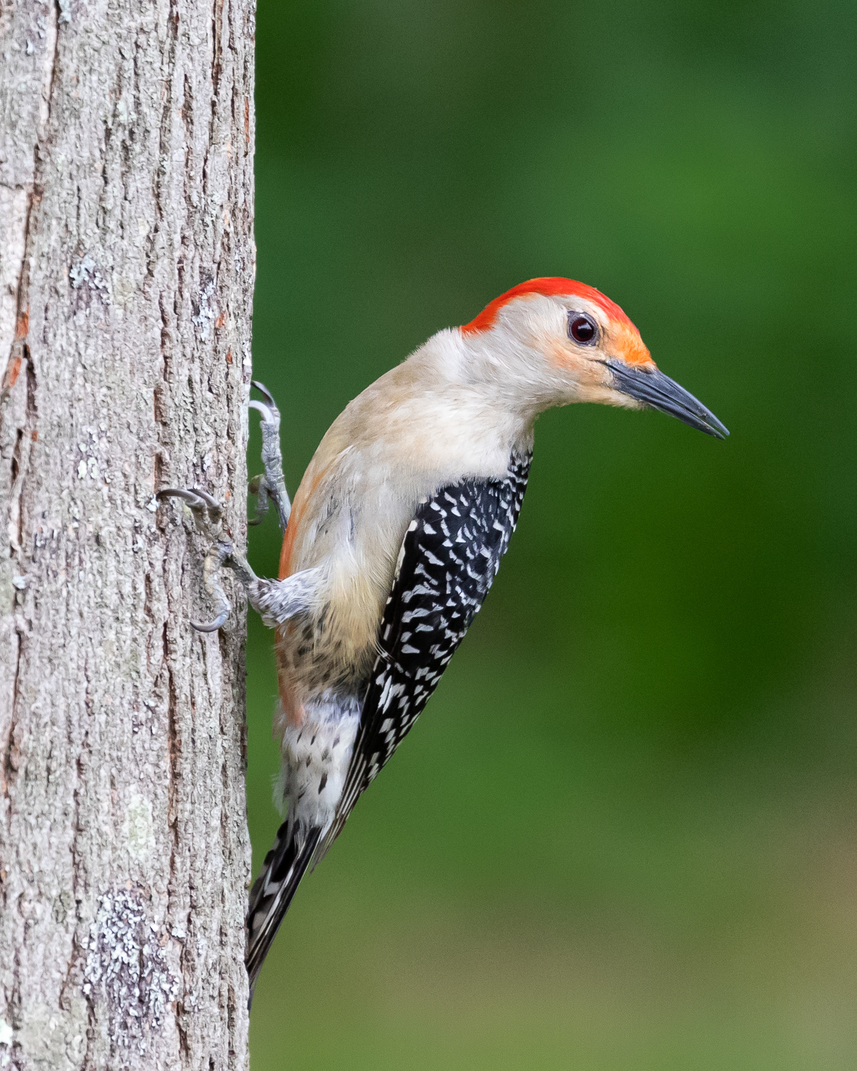 Red Bellied Woodpecker (Male)