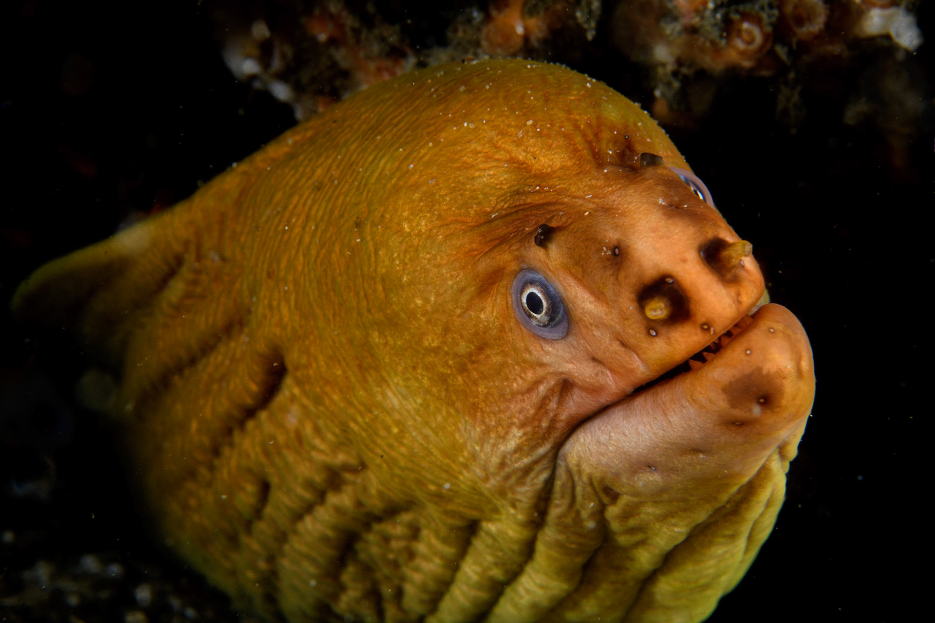 Green moray, Sydney