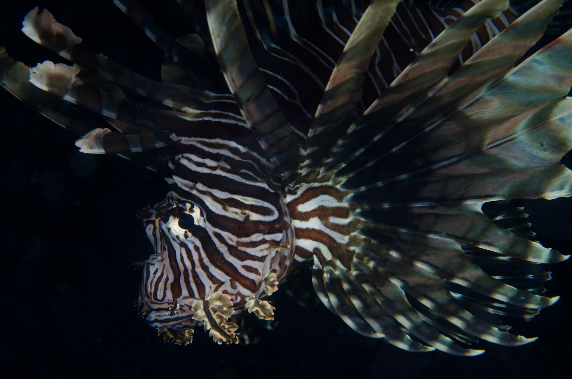 Lionfish at night, Borneo