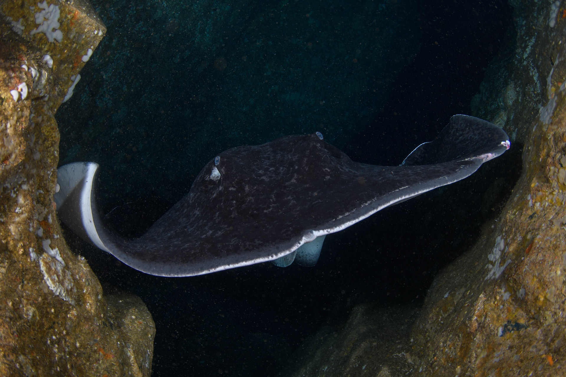 Smooth stingray inside Fishrock cave, South West Rocks, Australia