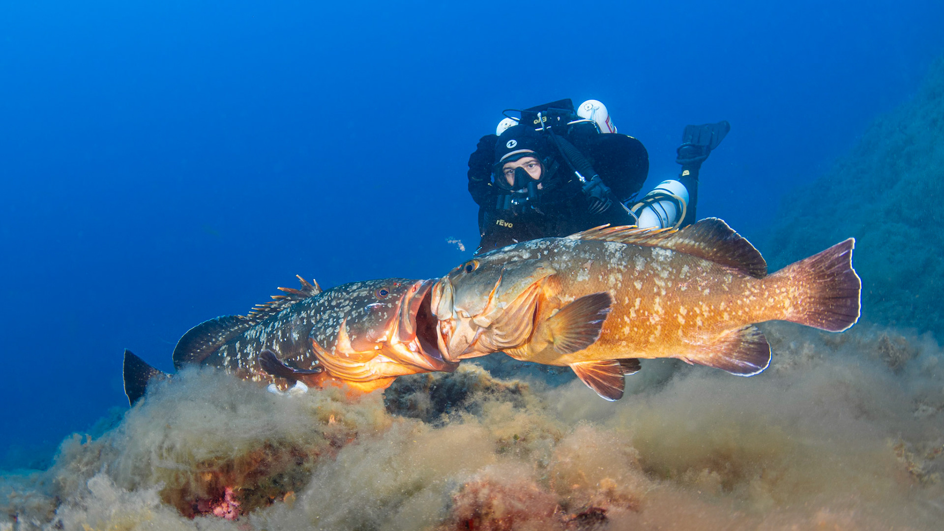 dusky groupers fighting during mating season