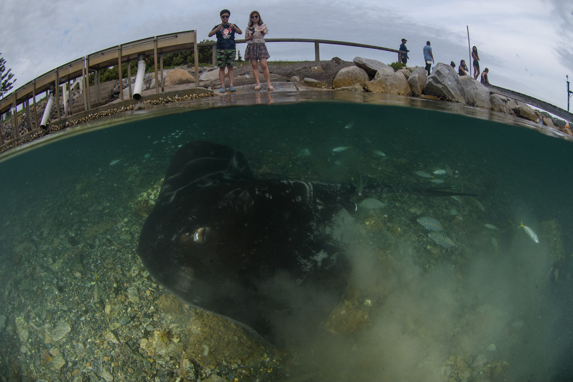 Smooth stingray, Narooma, Australia
