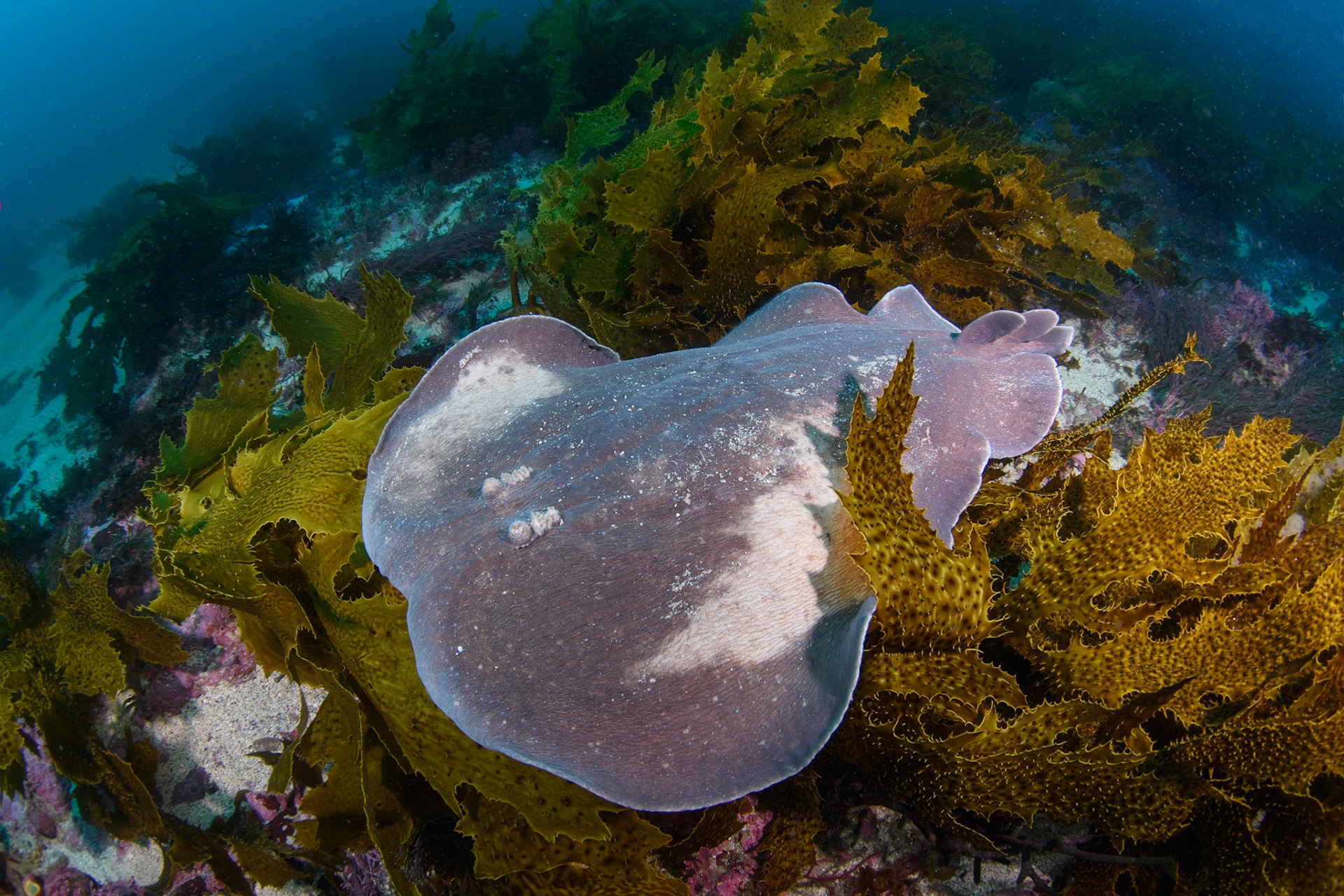 Numb ray, Bass Point, Australia