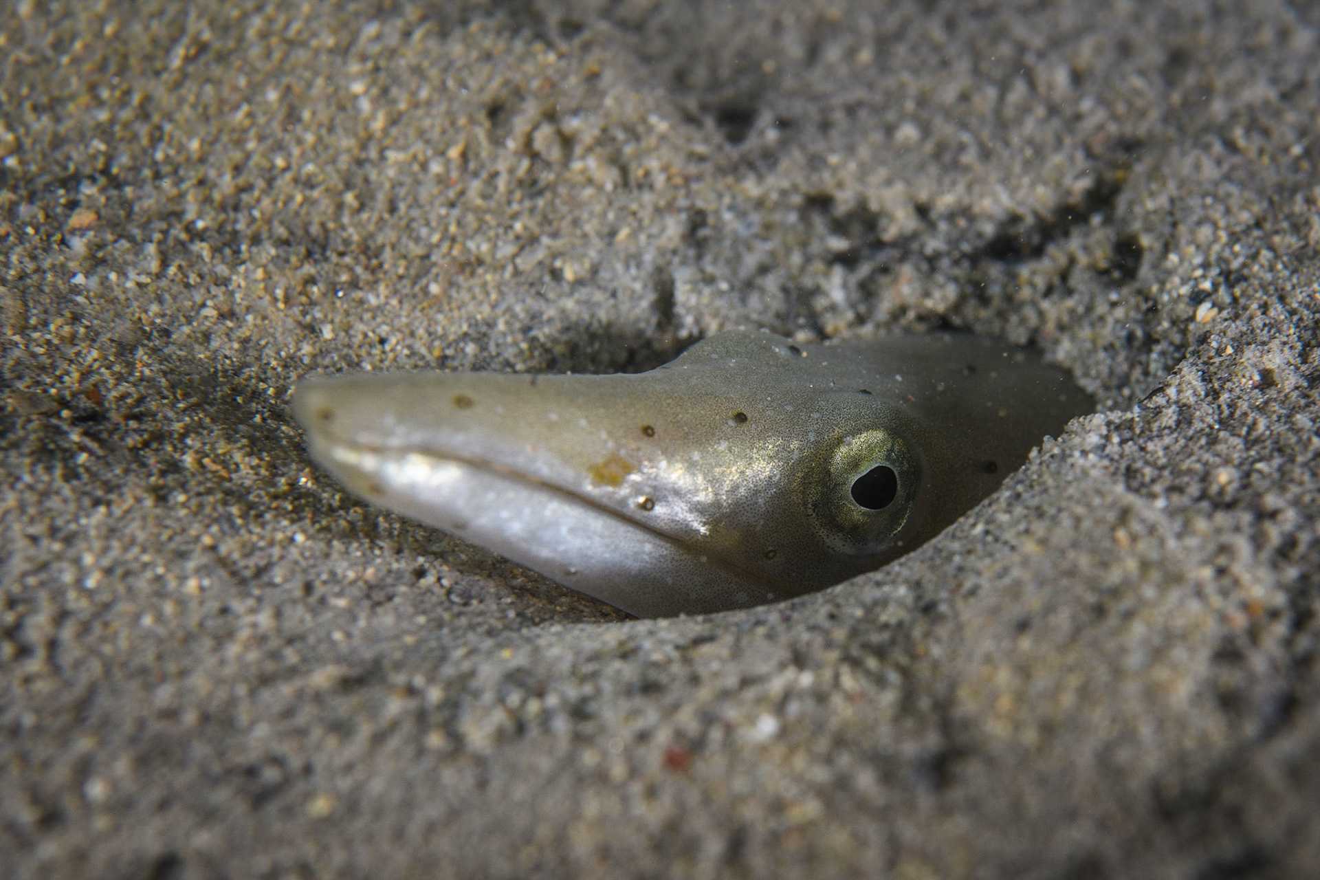 Snake eel, Cagnes-sur-mer, France