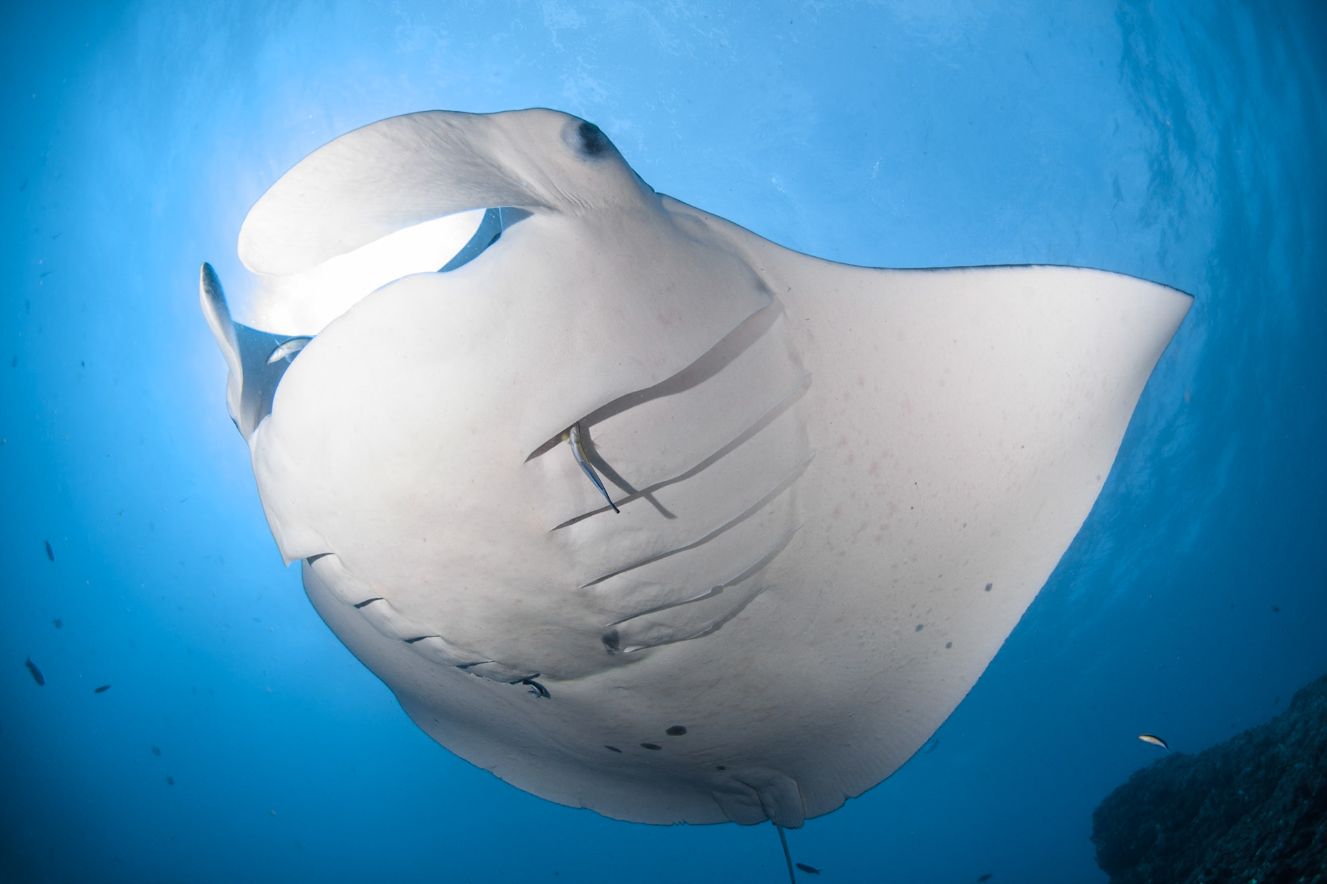 Manta ray, Stradbroke island, Australia