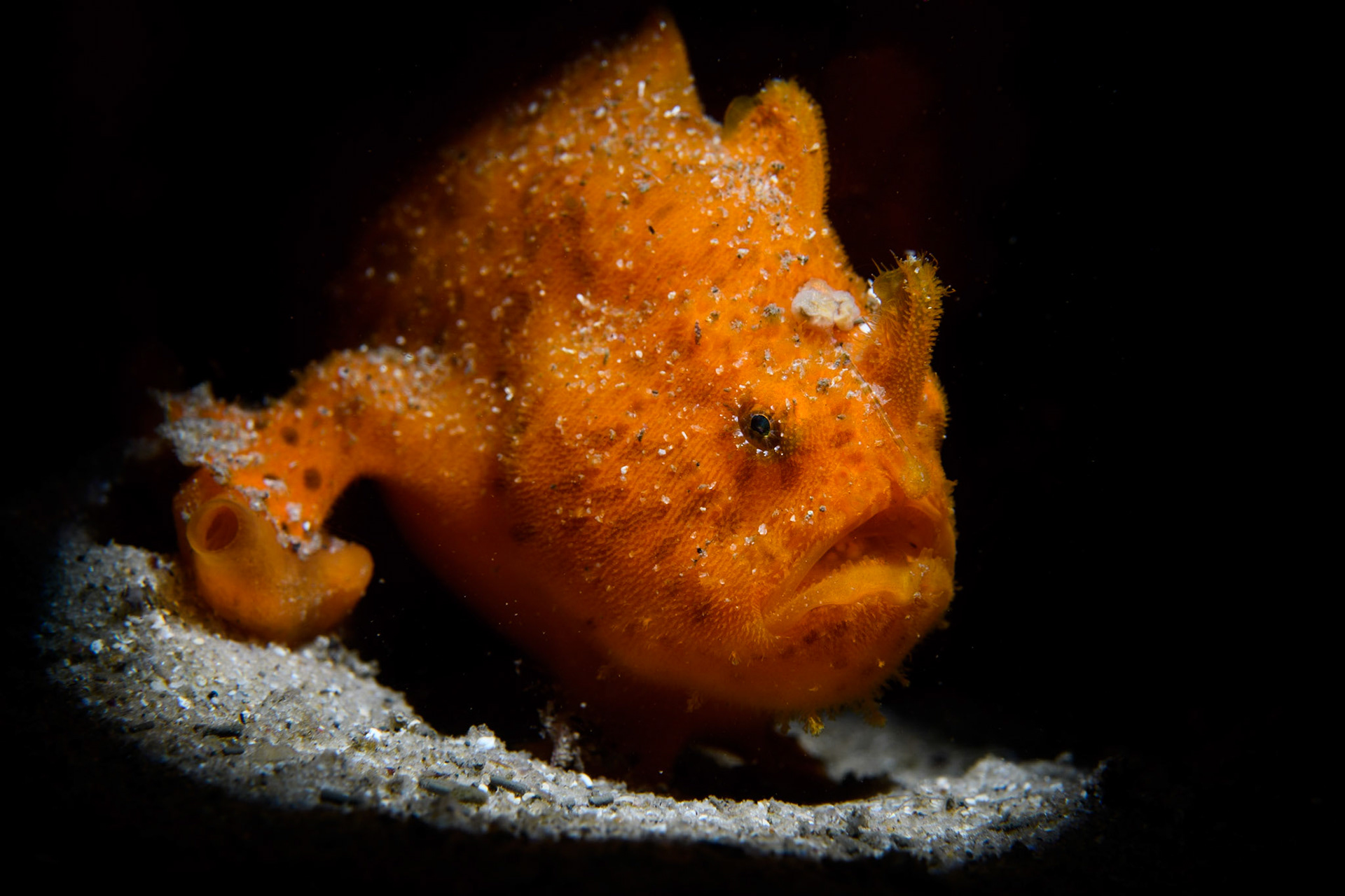 Painted anglerfish (aka painted frogfish), Sydney