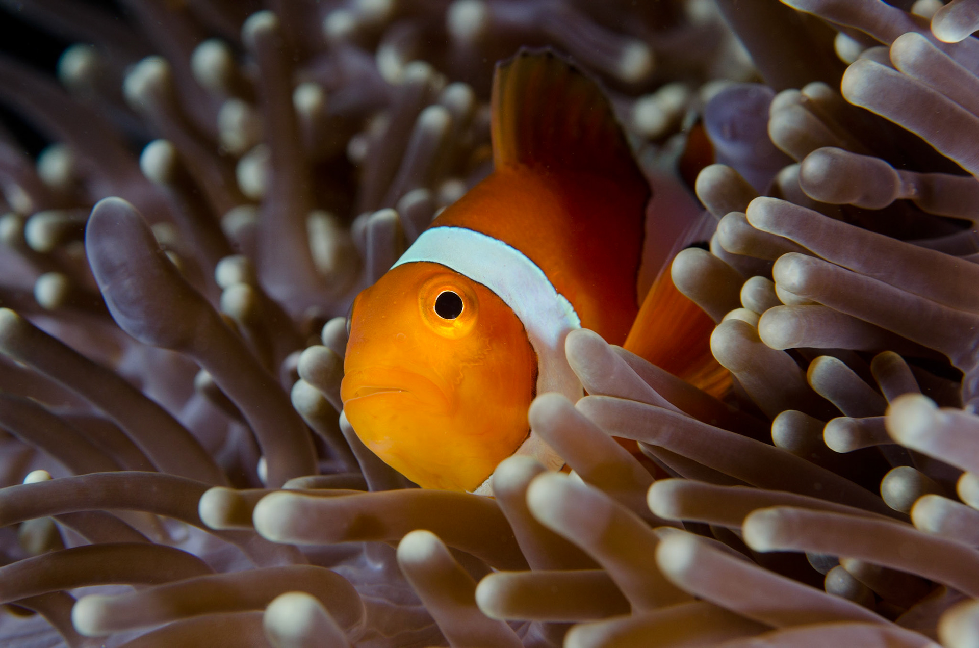 Clownfish portrait, Borneo