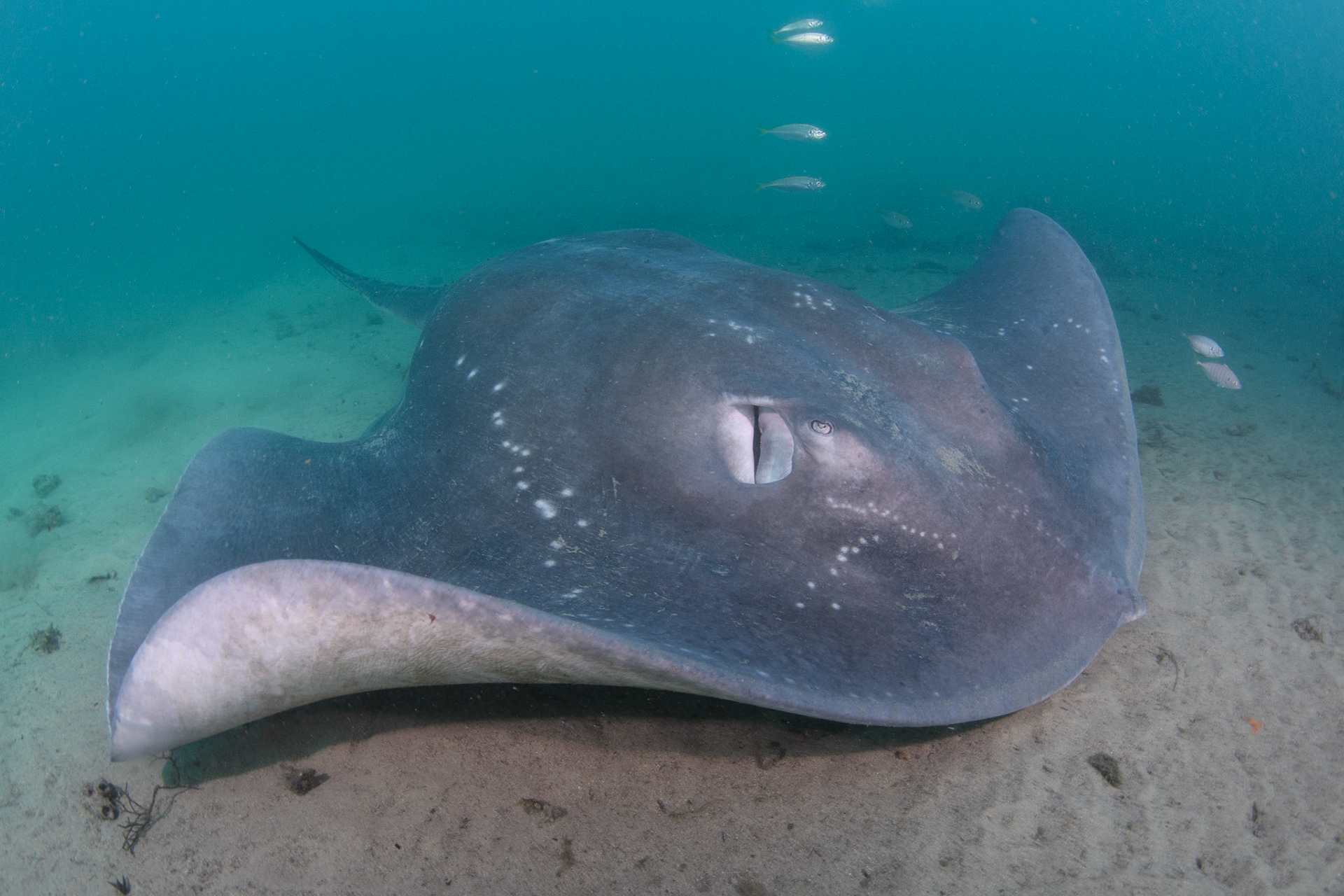 Smooth stingray, Sydney