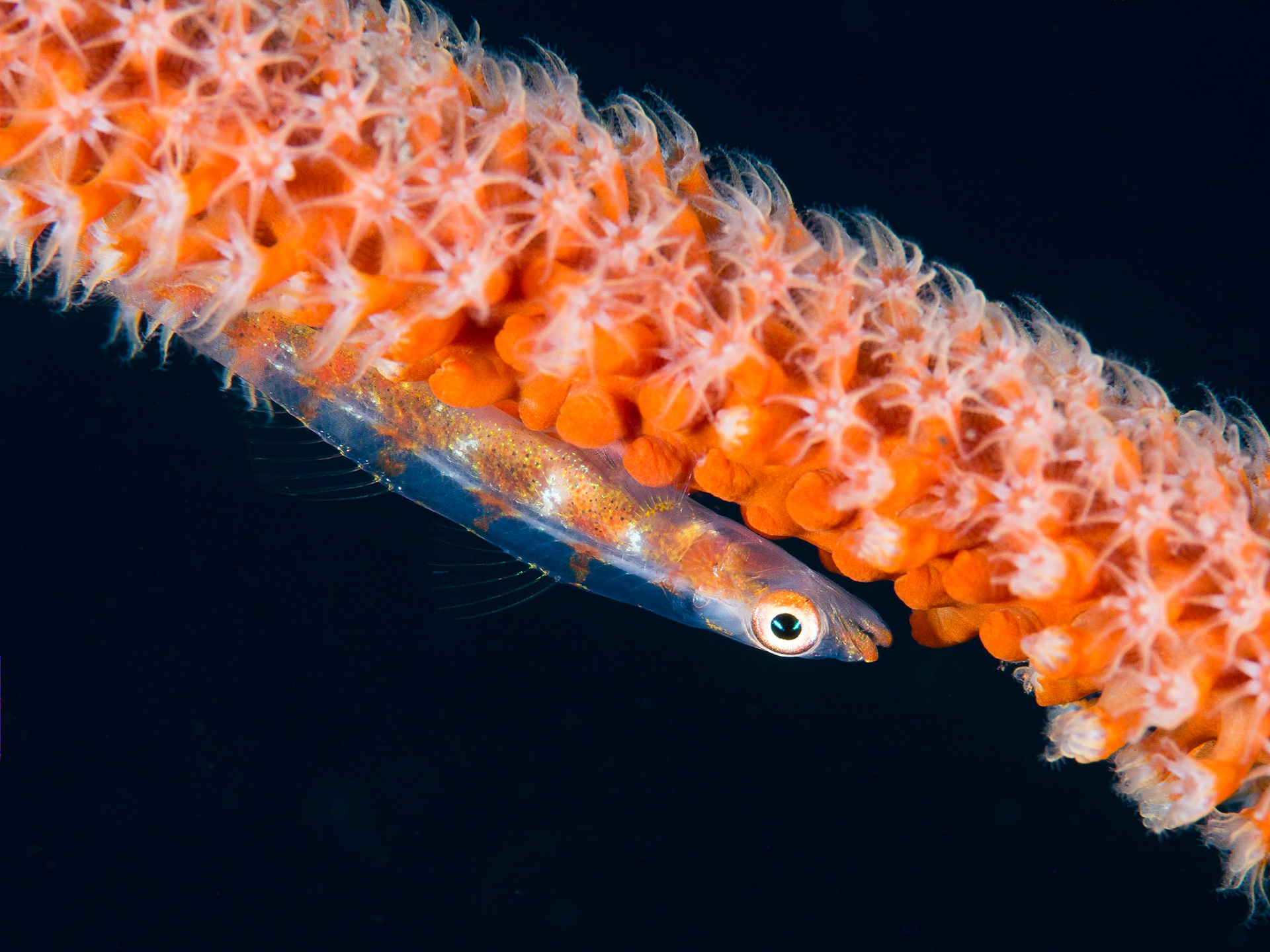 Gobie on coral branch, Bali
