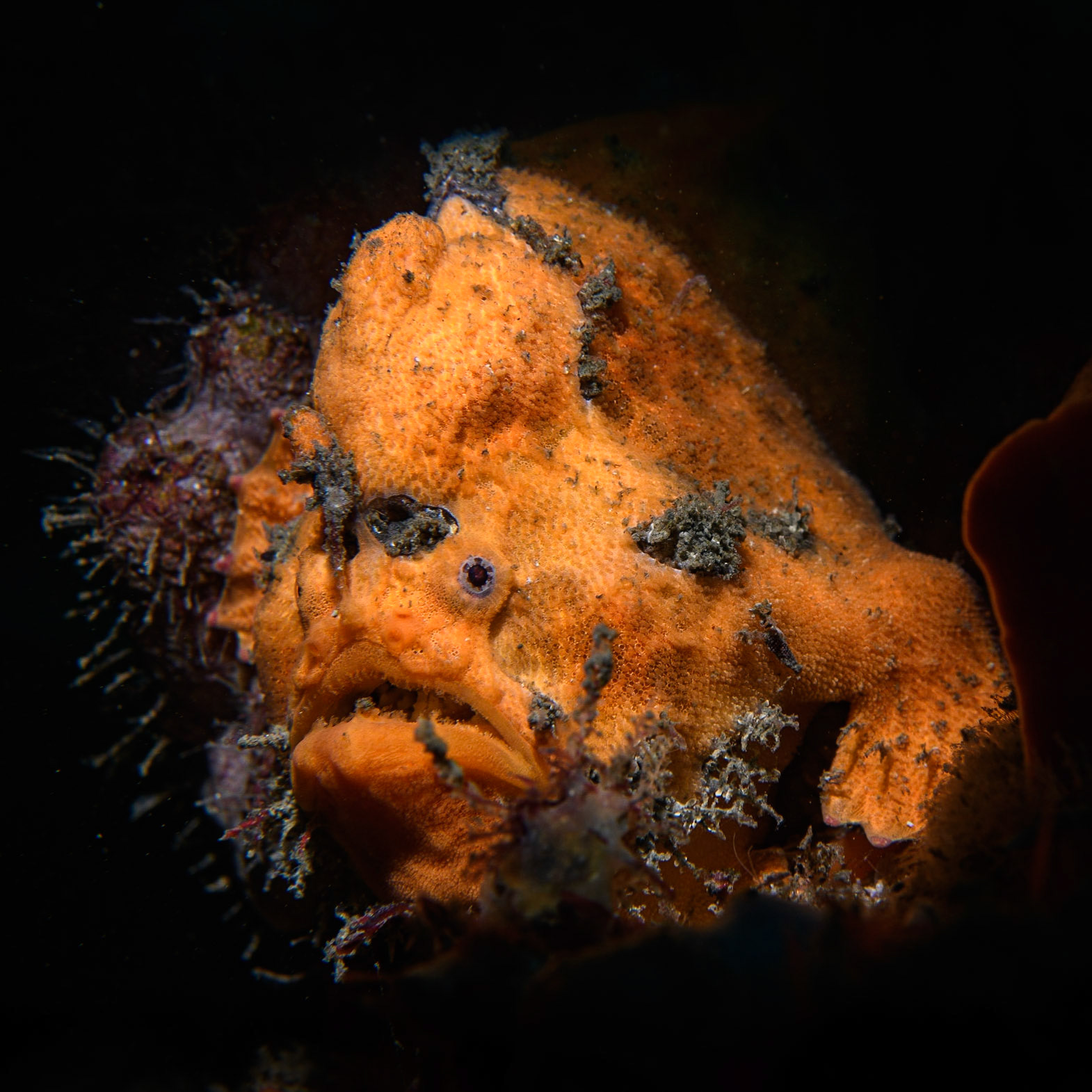 Painted anglerfish (aka painted frogfish), Sydney