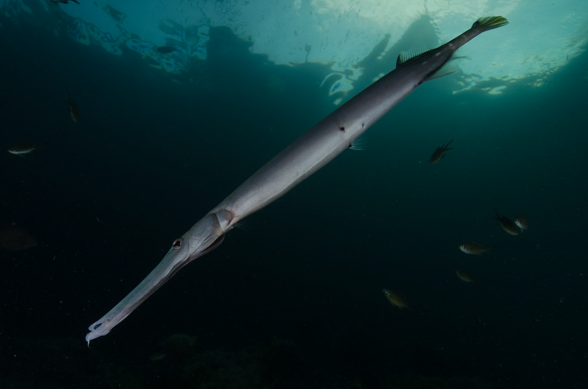 Trumpetfish at sunset, Borneo