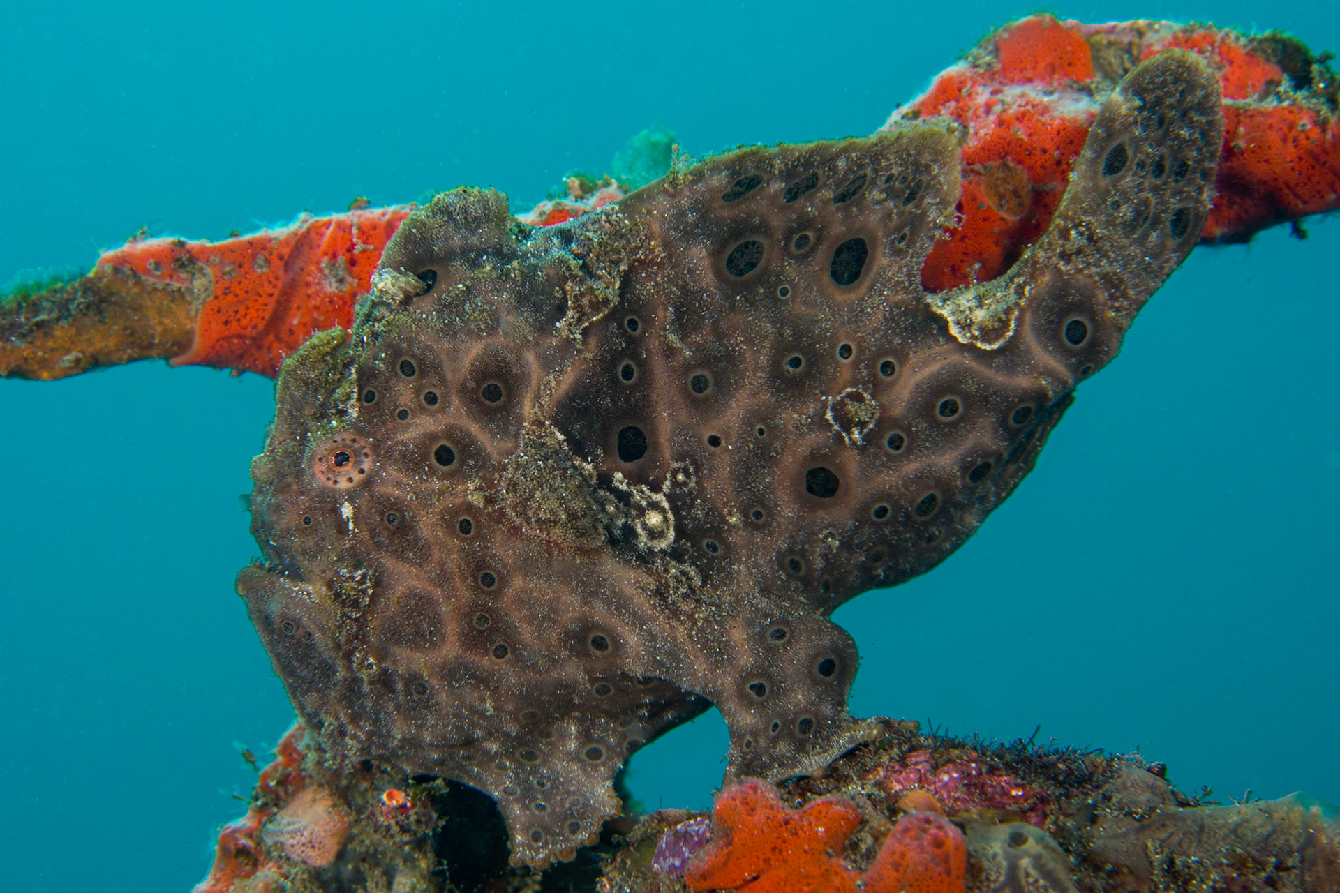 Anglerfish (aka frogfish), Bali