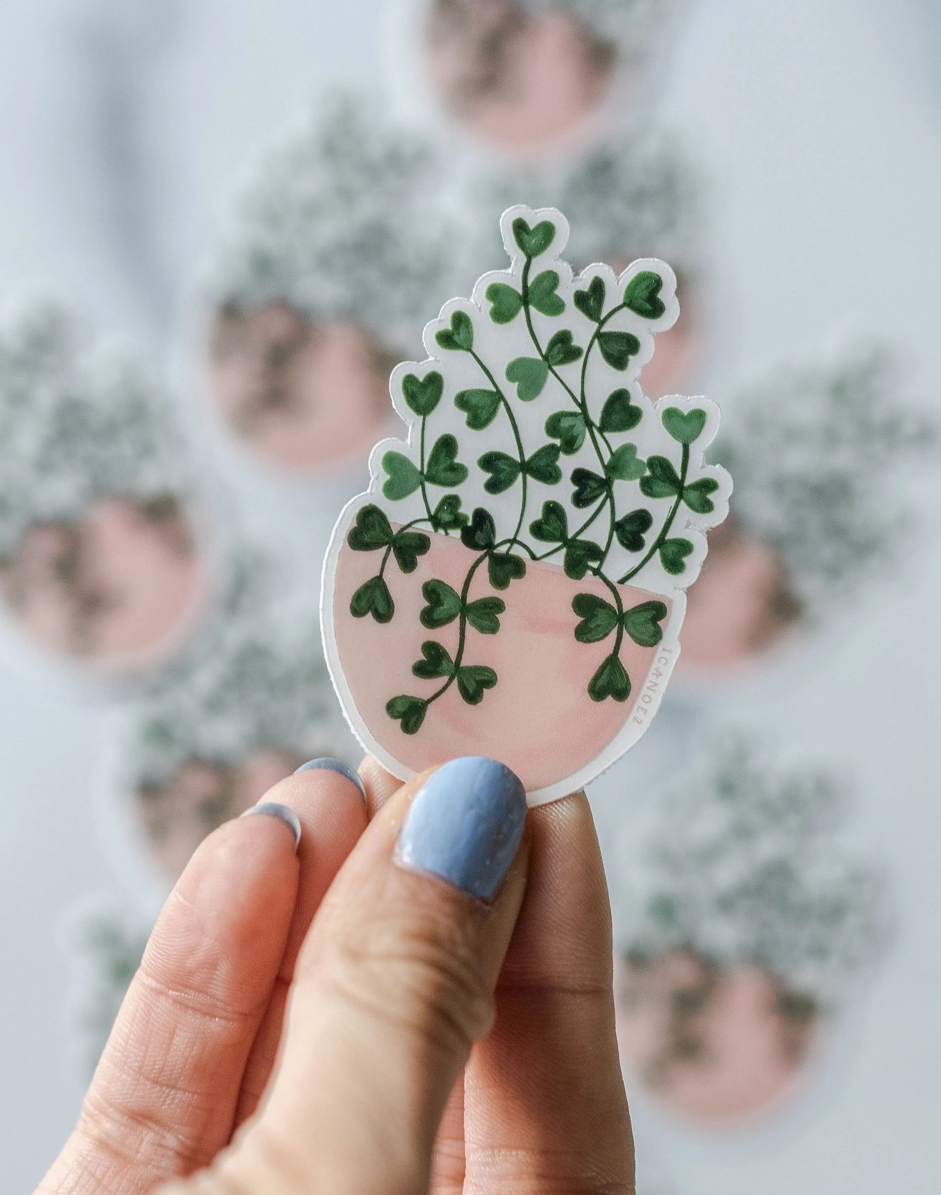 SWEETHEART PLANT