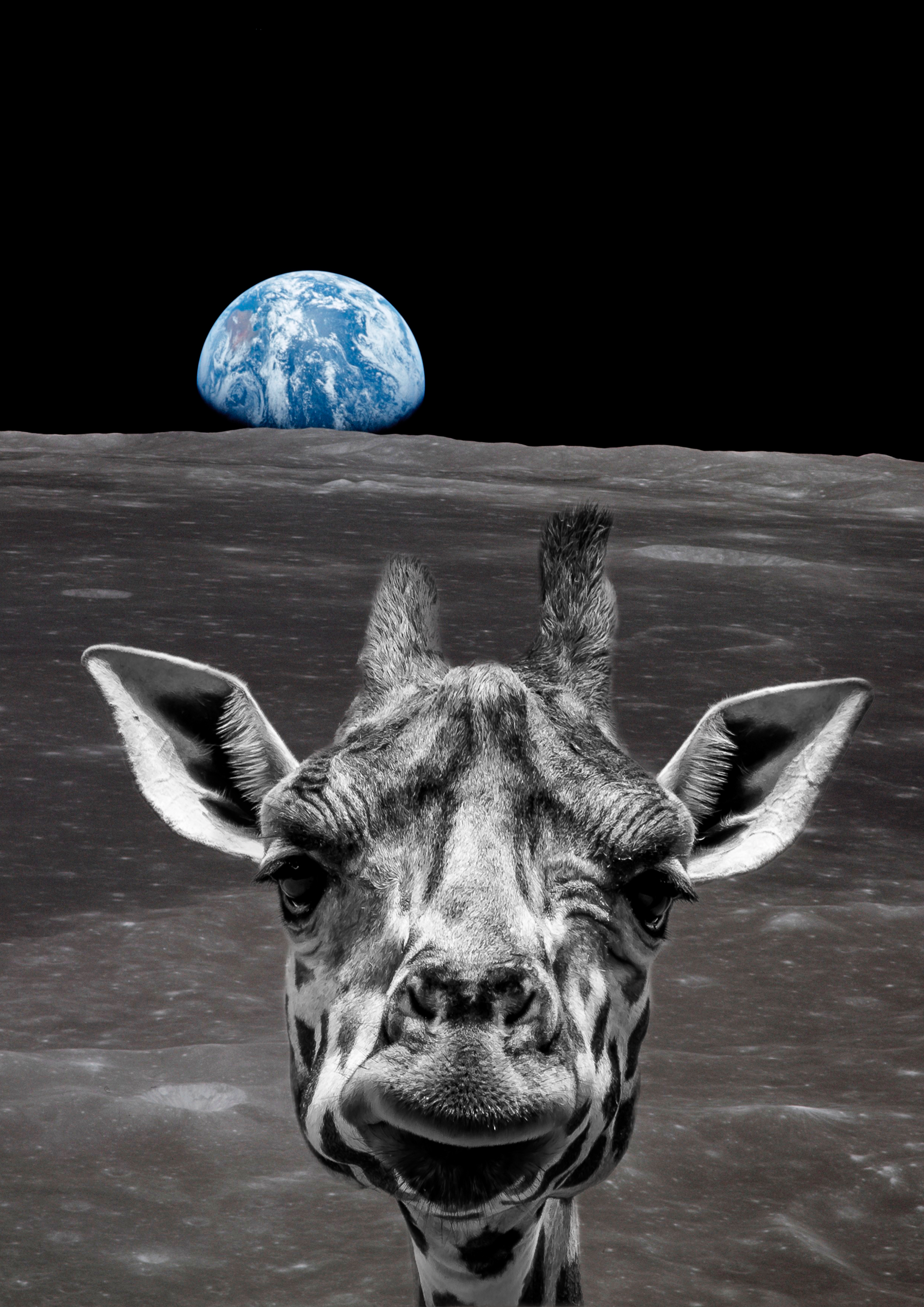 Moon Giraffe