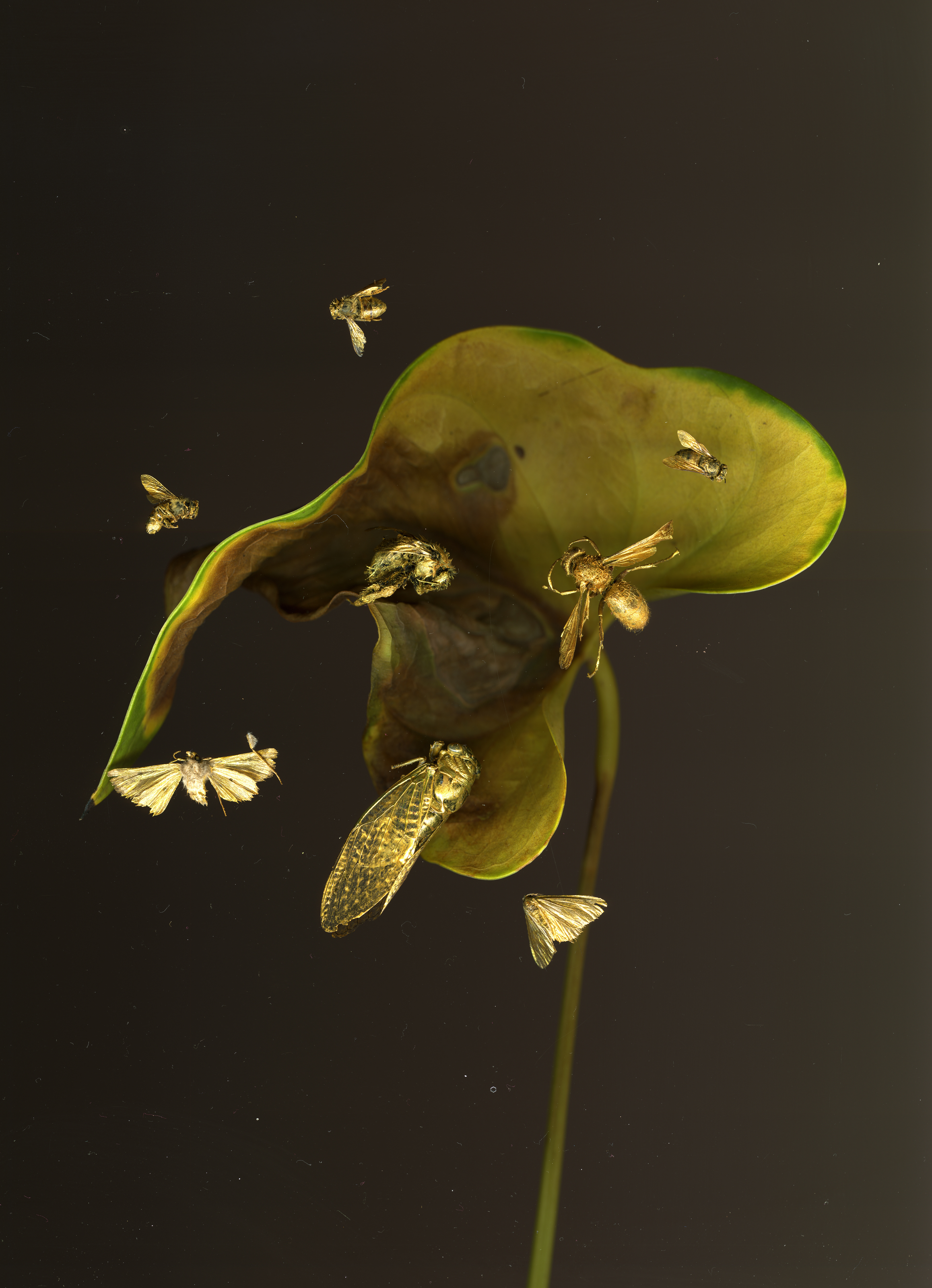 Brown Leaf Gold Bugs, 2026