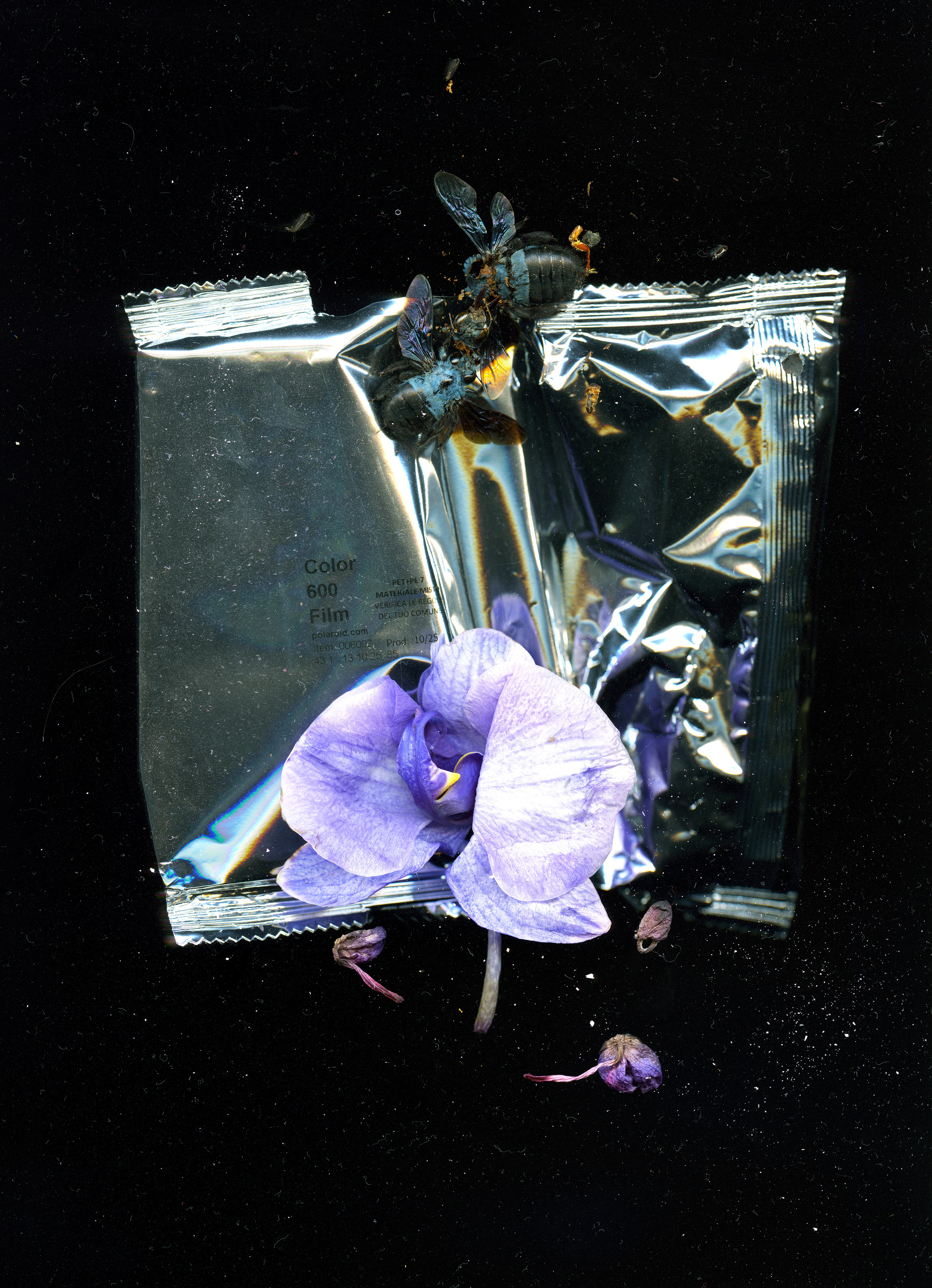 Blue Bees Violet Orchid, 2026