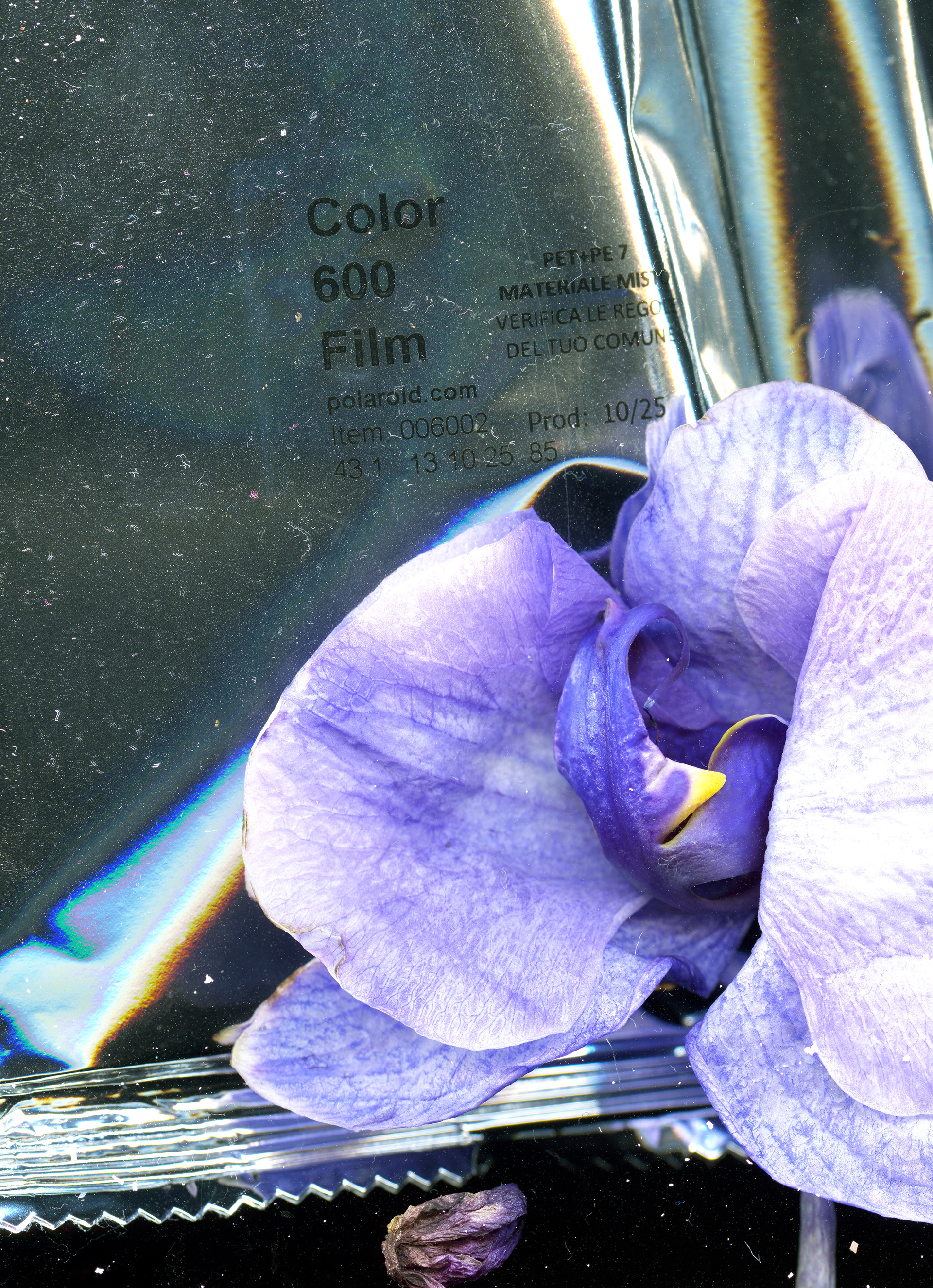 Violet Orchid (From Blue Bees Violet Orchid), 2026