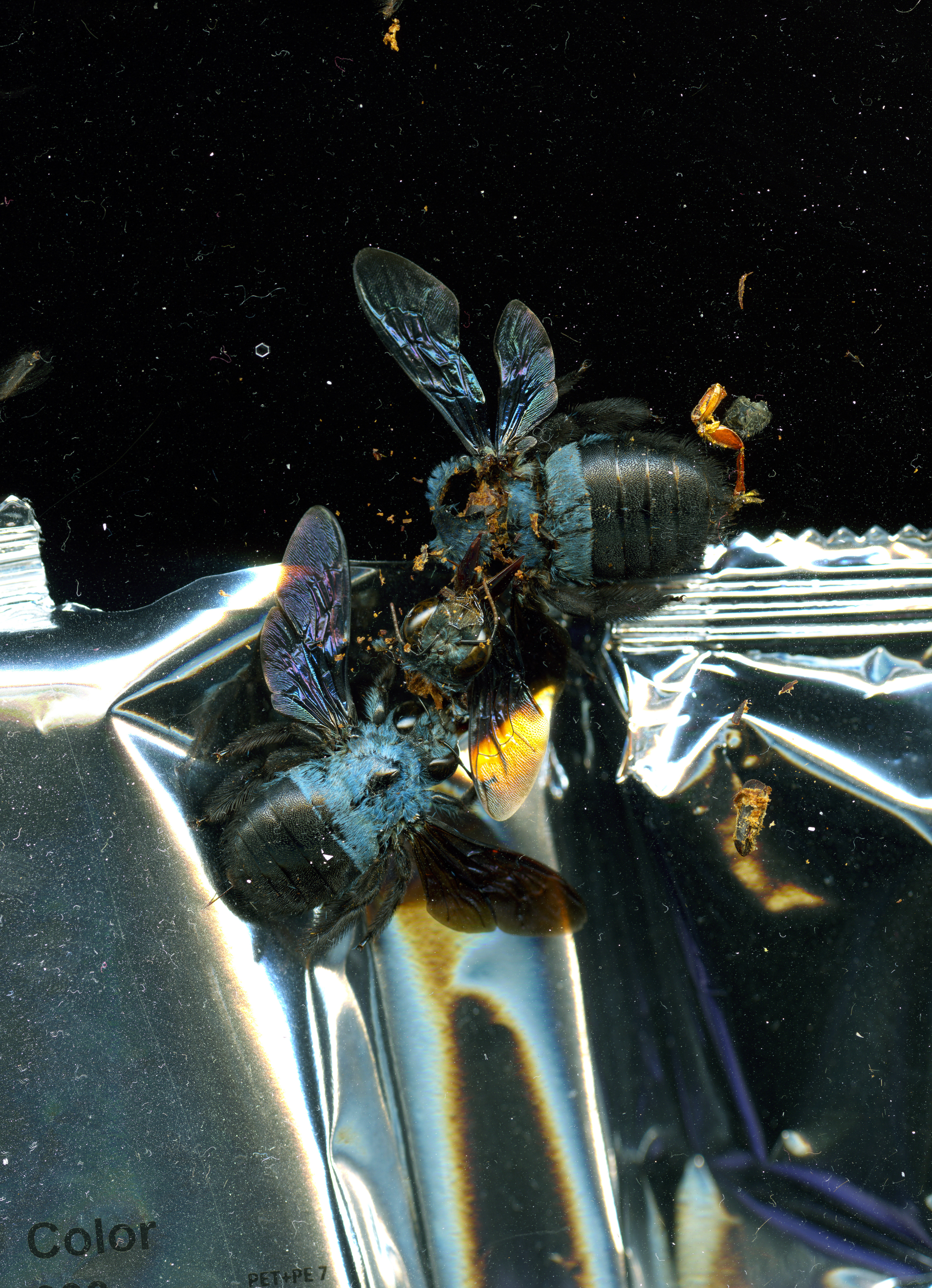 Blue Bees (From Blue Bees Violet Orchid), 2026