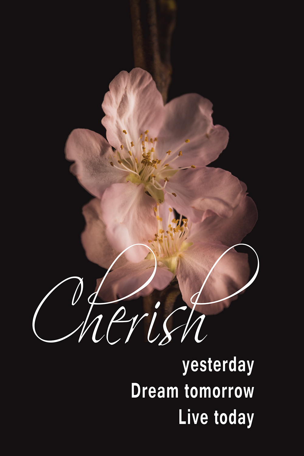 Cherish Kersenbloesem